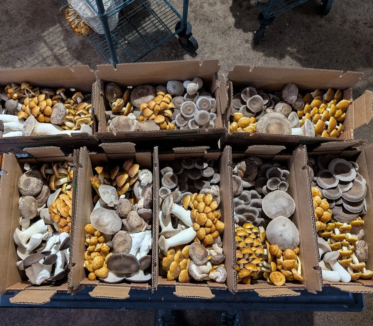 We were able to sneak #nameko mushrooms into some #mycopolitanfarmshare boxes this week.