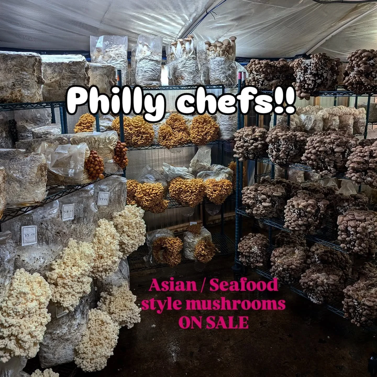 Attention Philly chefs and home cooks: we have deep discounts on...

🍄 Golden enoki: noodley, very sweet, chewy
🍄 Coral Tooth: like lions mane but meatier, lobstery
🍄 Shiitake: beauties
🍄 King trumpet: scallops, noodles
🍄 A wee bit of NAMEKO too