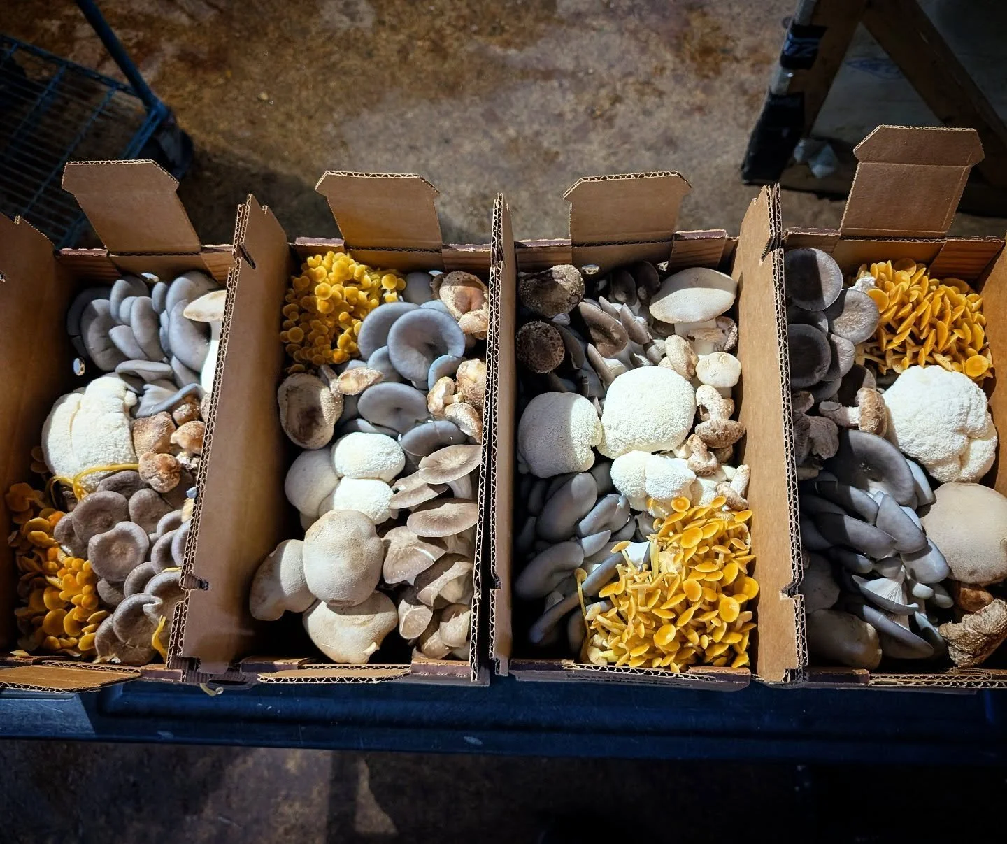 #mycopolitanfarmshare 
#kingtrumpets 
#goldenenokimushroom 
#lionsmane 
#blackpearloysters 
#shiitake