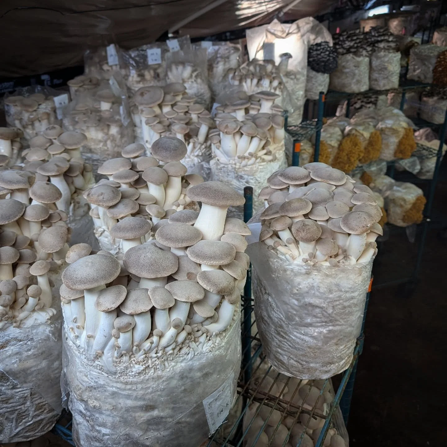 #kingtrumpets #pleurotuseryngii