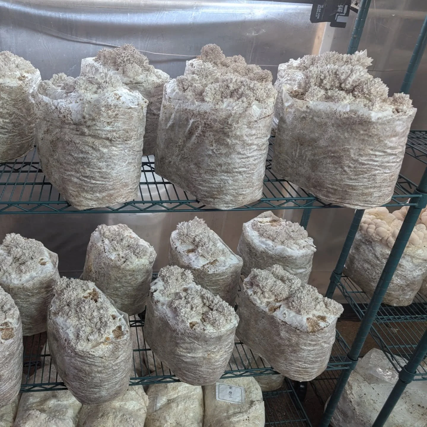 Day 1, day 2, day 3, day 5 #blackpearloysters