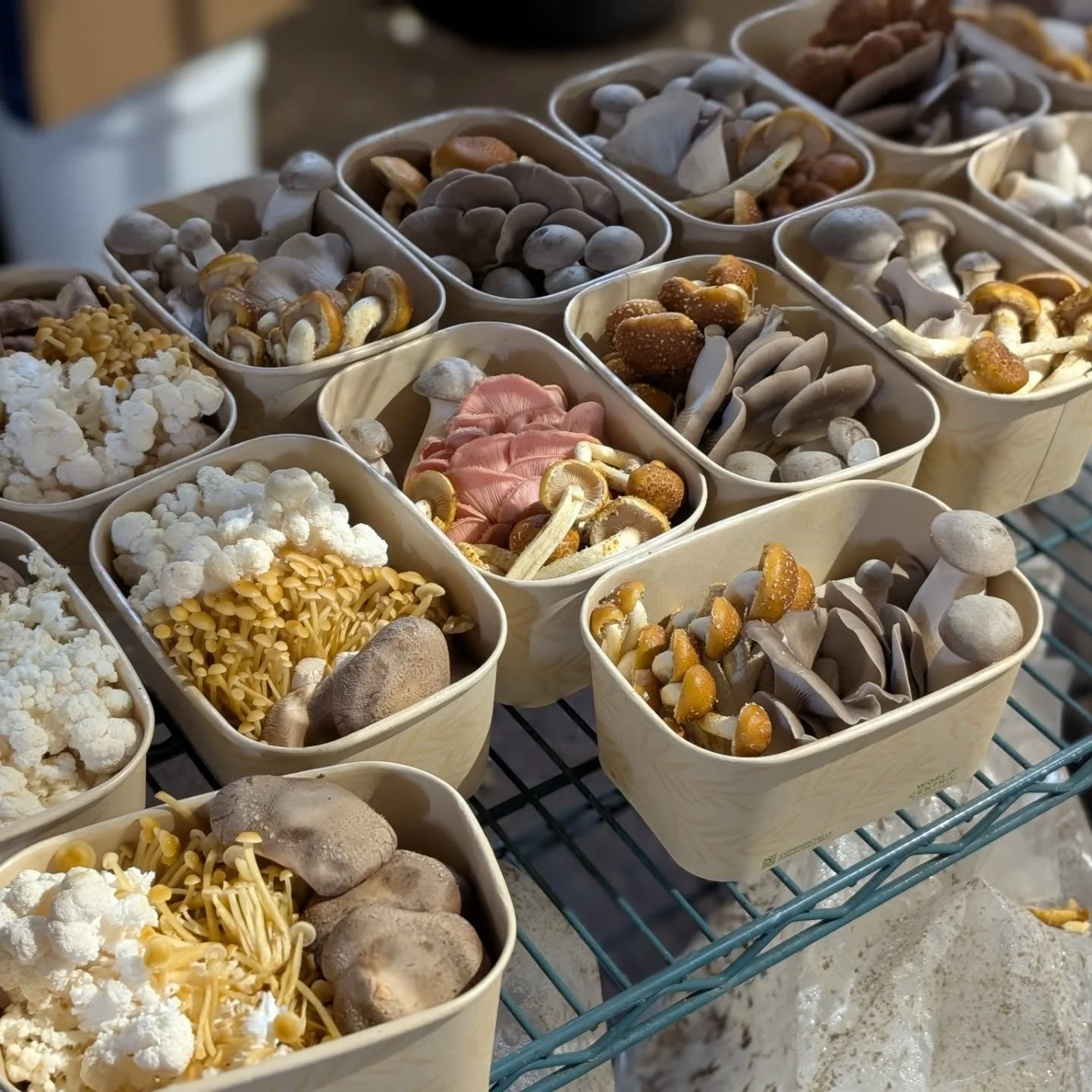 Happy to report that we replaced our clamshells with compostable containers and film from @greenpaperproducts.  Don't they look pretty? 

Pick them up from
@kimbertonwholefoods 
@weaversway 
@riverwardsproduce
@iovinebrothersproduce
@mariposacoop
@ma