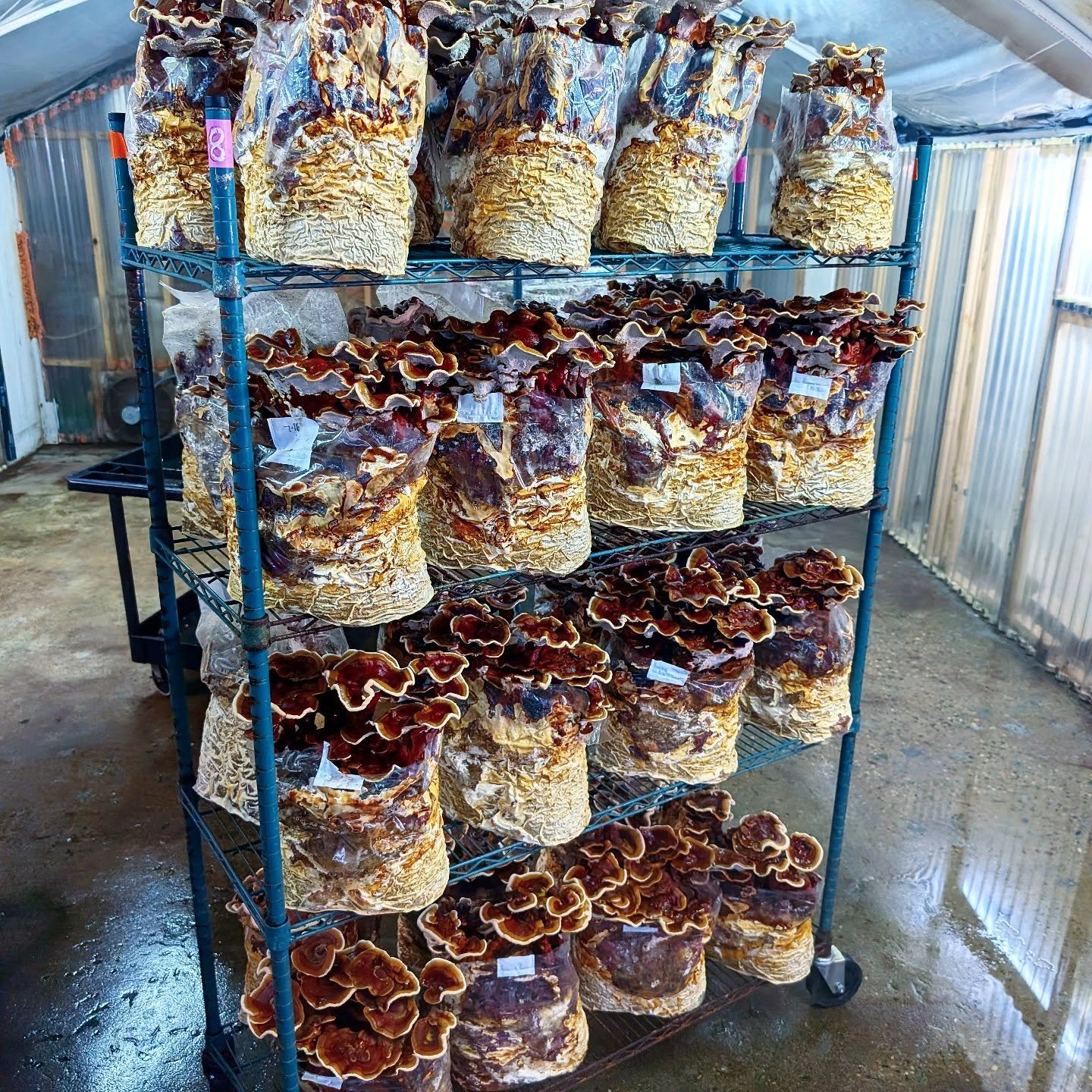 2nd to last #conks of the season. Powerful #rochesterreishi , a strain cloned by our pal Olga @smugtownmushrooms a decade ago still going strong!! #ganodermasessile