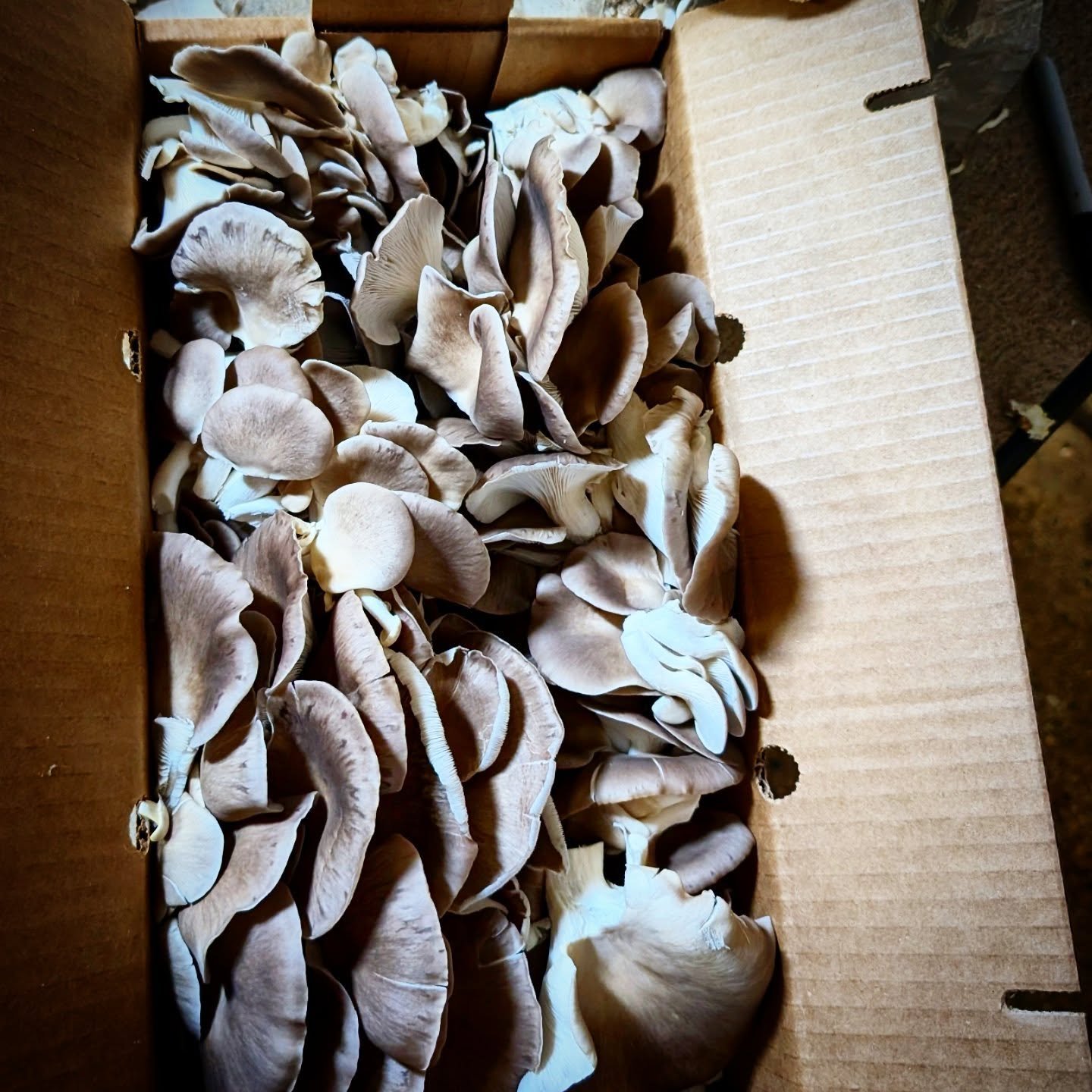 #phoenixoystermushrooms  #italianoystermushrooms 
#pleurotuspulmonarius