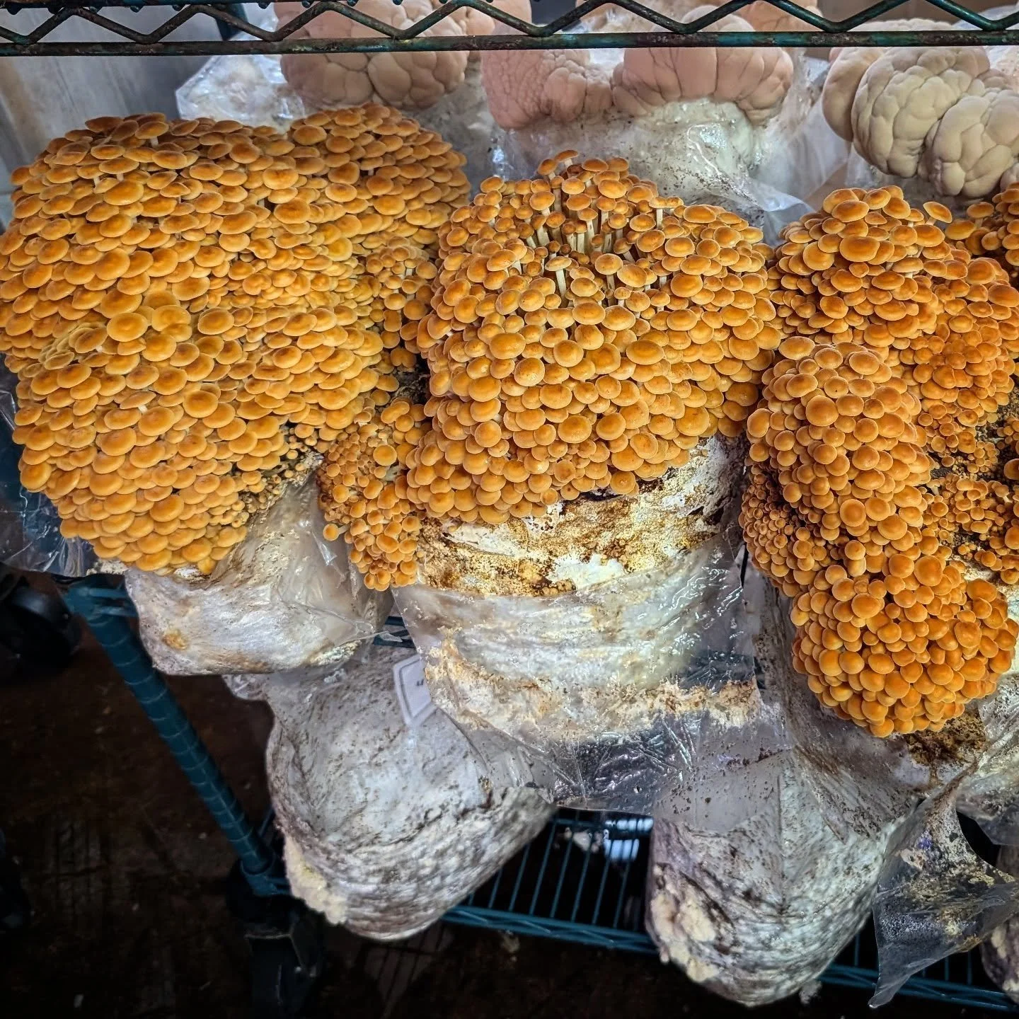 #wildstrain #goldenenoki #flammulinavelutipes CRUSHING. block on the left was almost 3.4lb one flush.  Candy sweet.  Less than a month from noc to harvest. Can't wait to play with this one more next season.  Nice work Brian with the multispore to clo