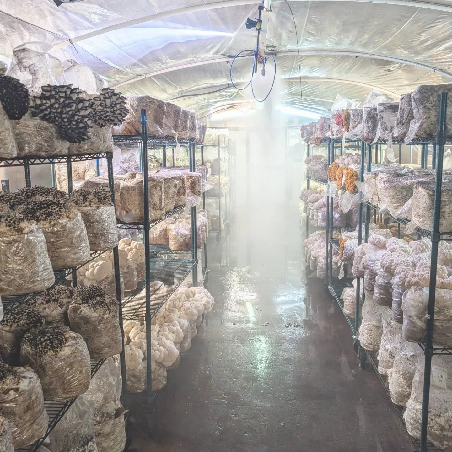 Some recent shots from around the grow rooms. #mushrooms