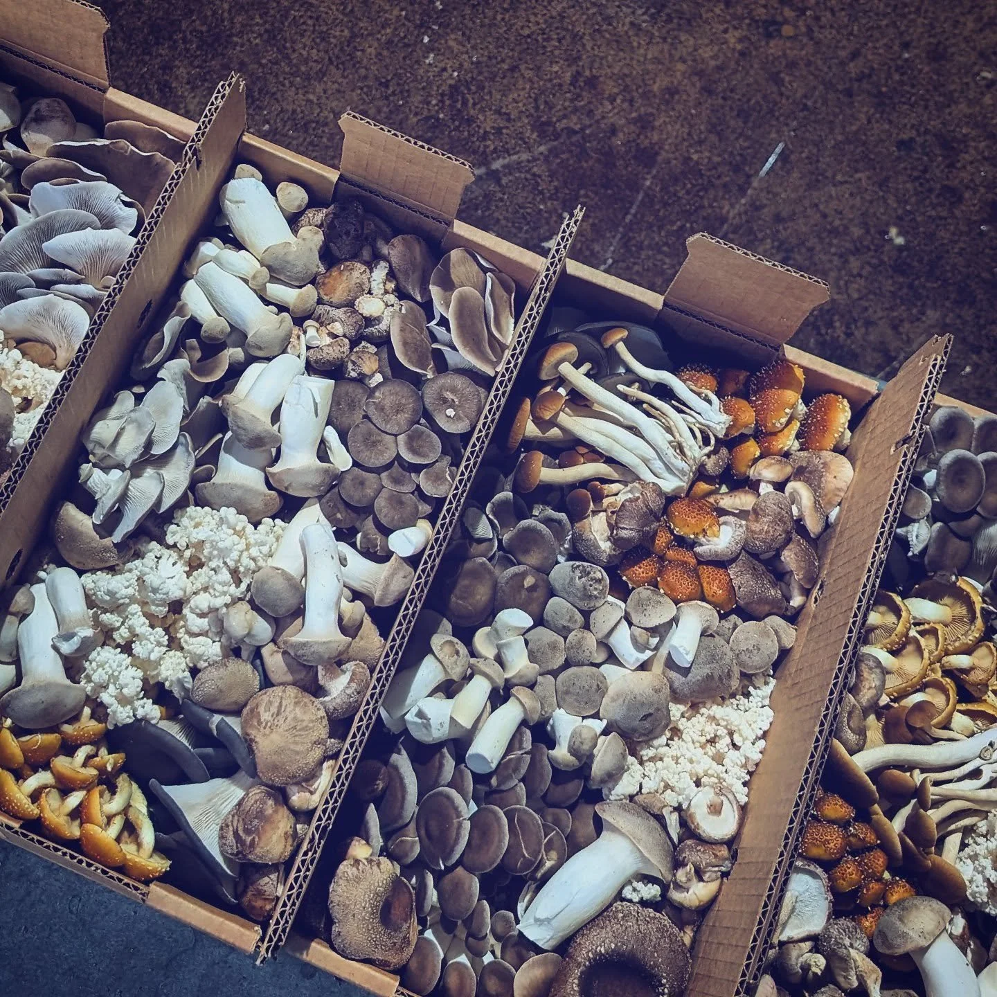 Some of the  mixed boxes that made their way to @fleursphilly for a special event this week.  We've been working with chef @gwsabatino for a decade and he never disappoints.