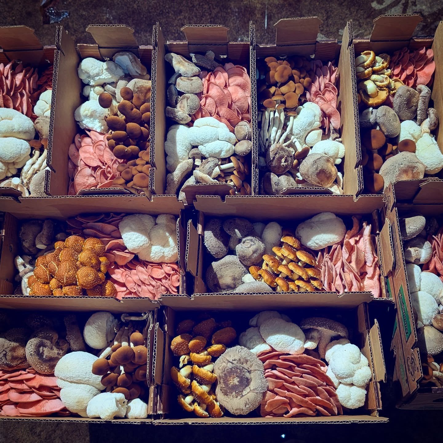 #pinkoysters in the mix.  Tried them for the first time.  Not as weird as I was expecting.  Oystery, meaty.  Crisped golden, yum.  Char no bueno.  I've heard that they're good in tomato sauce or other acidic sauces. Barbecue sauce would be real nice.