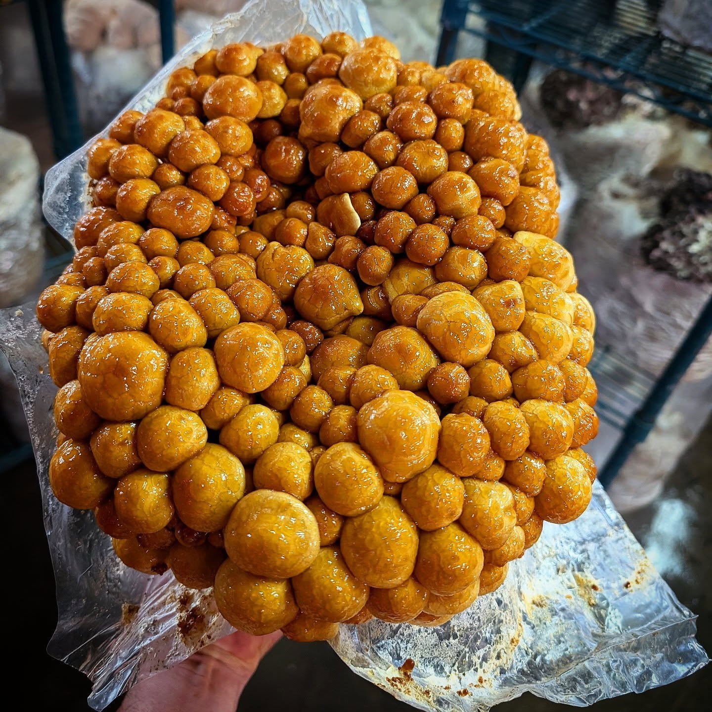 #nameko #namekomushroom #pholiotamicrospora