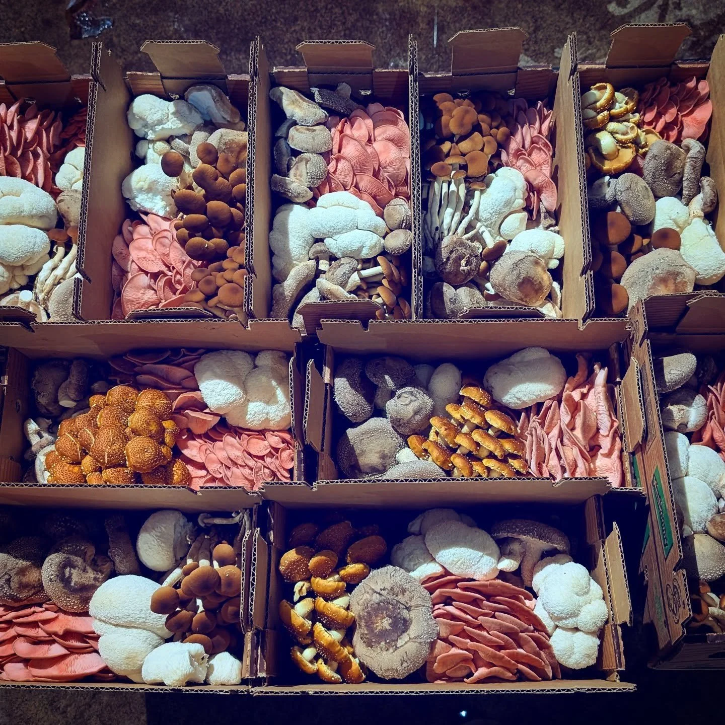 #pinkoysters in the mix.  Tried them for the first time.  Not as weird as I was expecting.  Oystery, meaty.  Crisped golden, yum.  Char no bueno.  I've heard that they're good in tomato sauce or other acidic sauces. Barbecue sauce would be real nice.