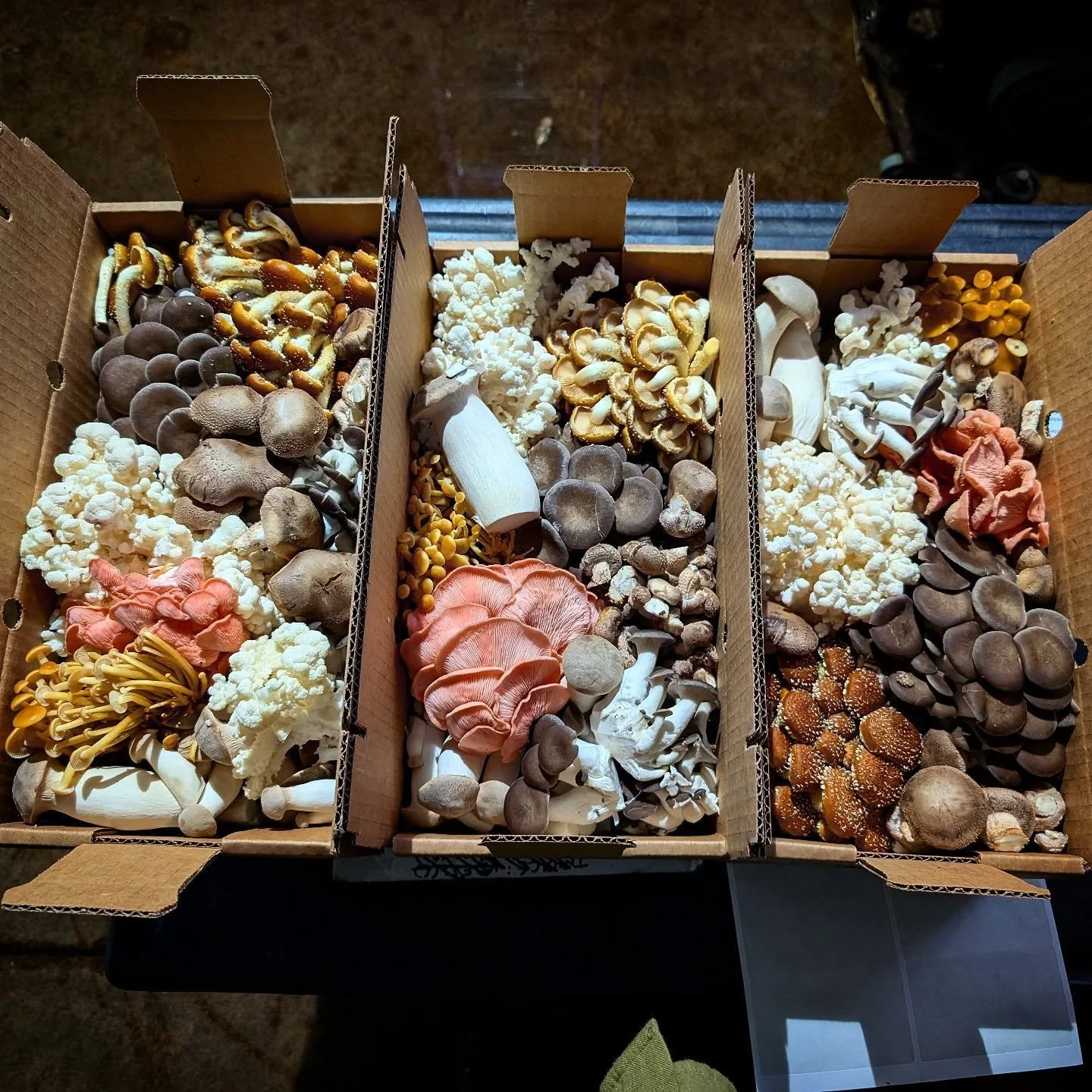 The first three bricks of the mushroom tower we send to to @kalayaphilly weekly. So proud that our mushrooms have been in their WORLD famous Tom Yum soup for many years.  #Yum