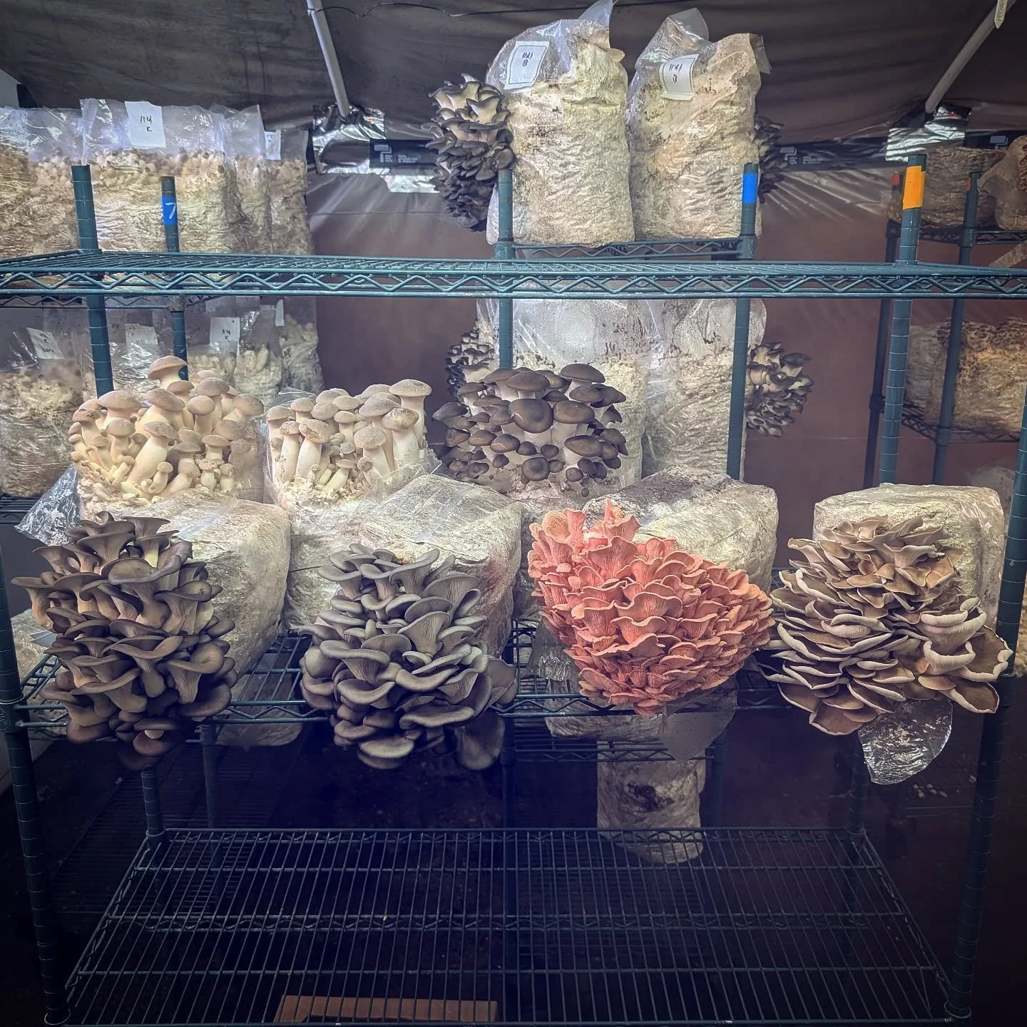 7 pleuroti:
#kingtrumpet (Kong and 2602)
#blackpearloyster 
#chocolateoysters 
#blueoystermushrooms 
#pinkoysters 
#phoenixoystermushrooms