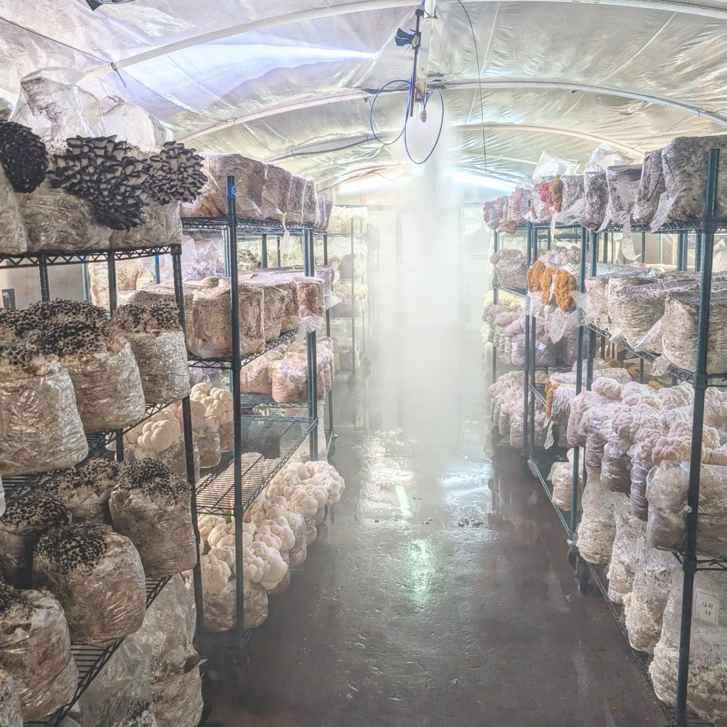 Some recent shots from around the grow rooms. #mushrooms