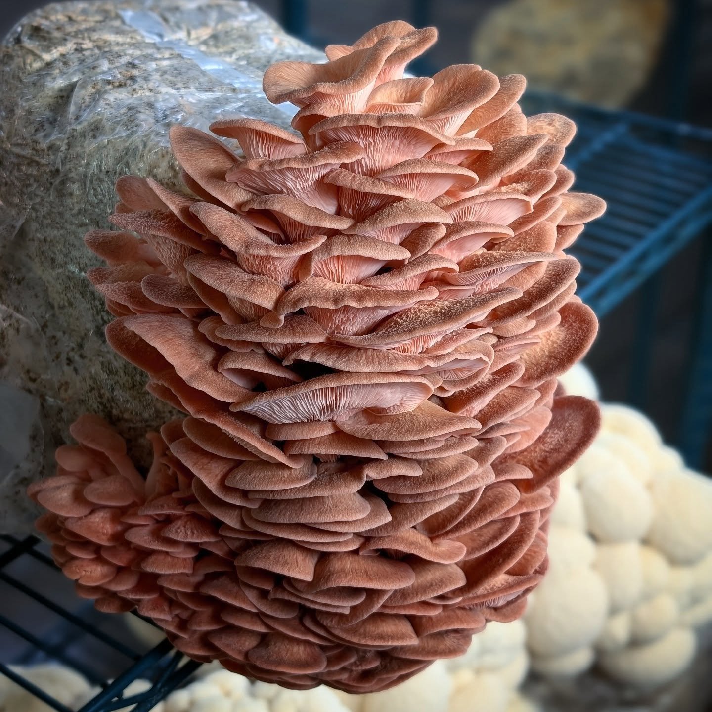 #pinkoysters for a change! Appearing in #mycopolitanfarmshare boxes this week and maybe next.