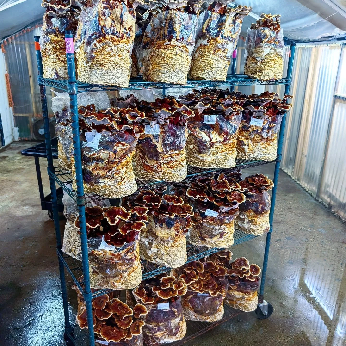 2nd to last #conks of the season. Powerful #rochesterreishi , a strain cloned by our pal Olga @smugtownmushrooms a decade ago still going strong!! #ganodermasessile