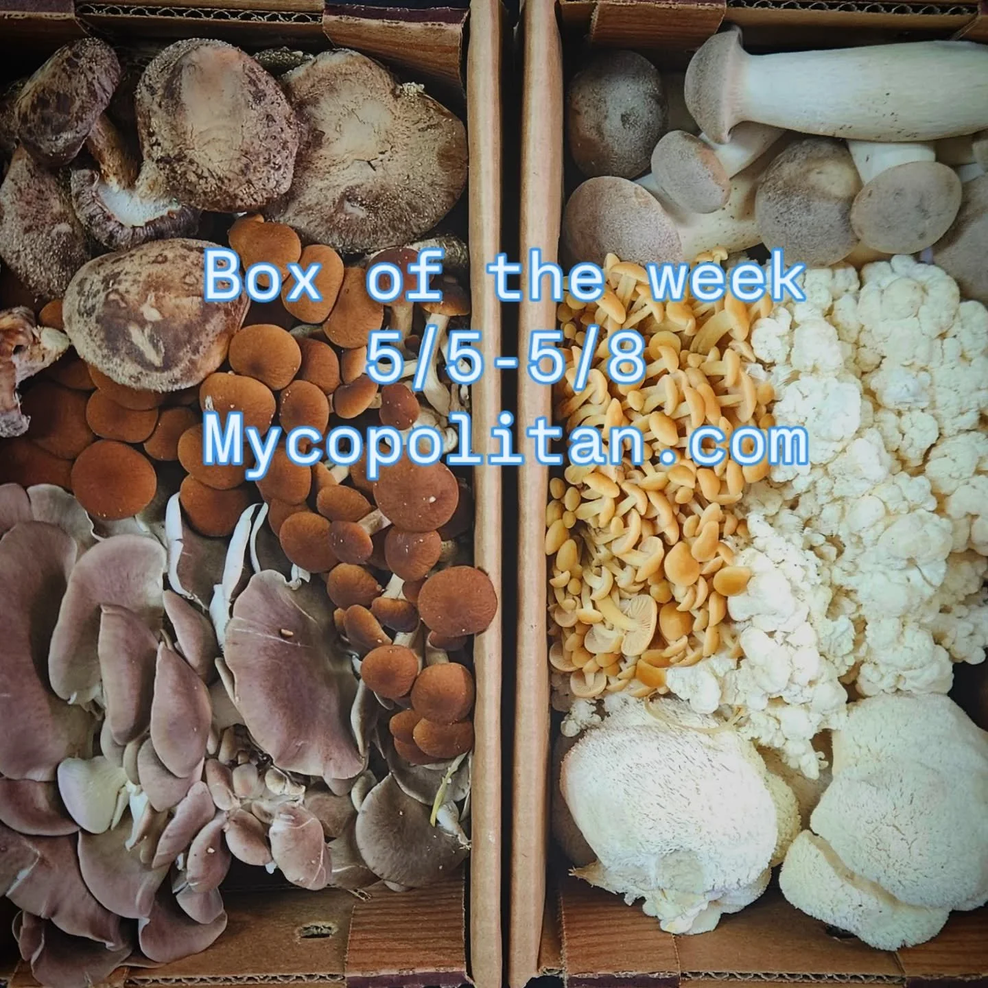 Box of the week next week! 
Pickups all over town 
🍄$30 for 2.3lb
# 1 Phoenix oysters, pioppino, shiitake
# 2 lions mane, King trumpet, Golden enoki, coral tooth
Order by Monday morning!!