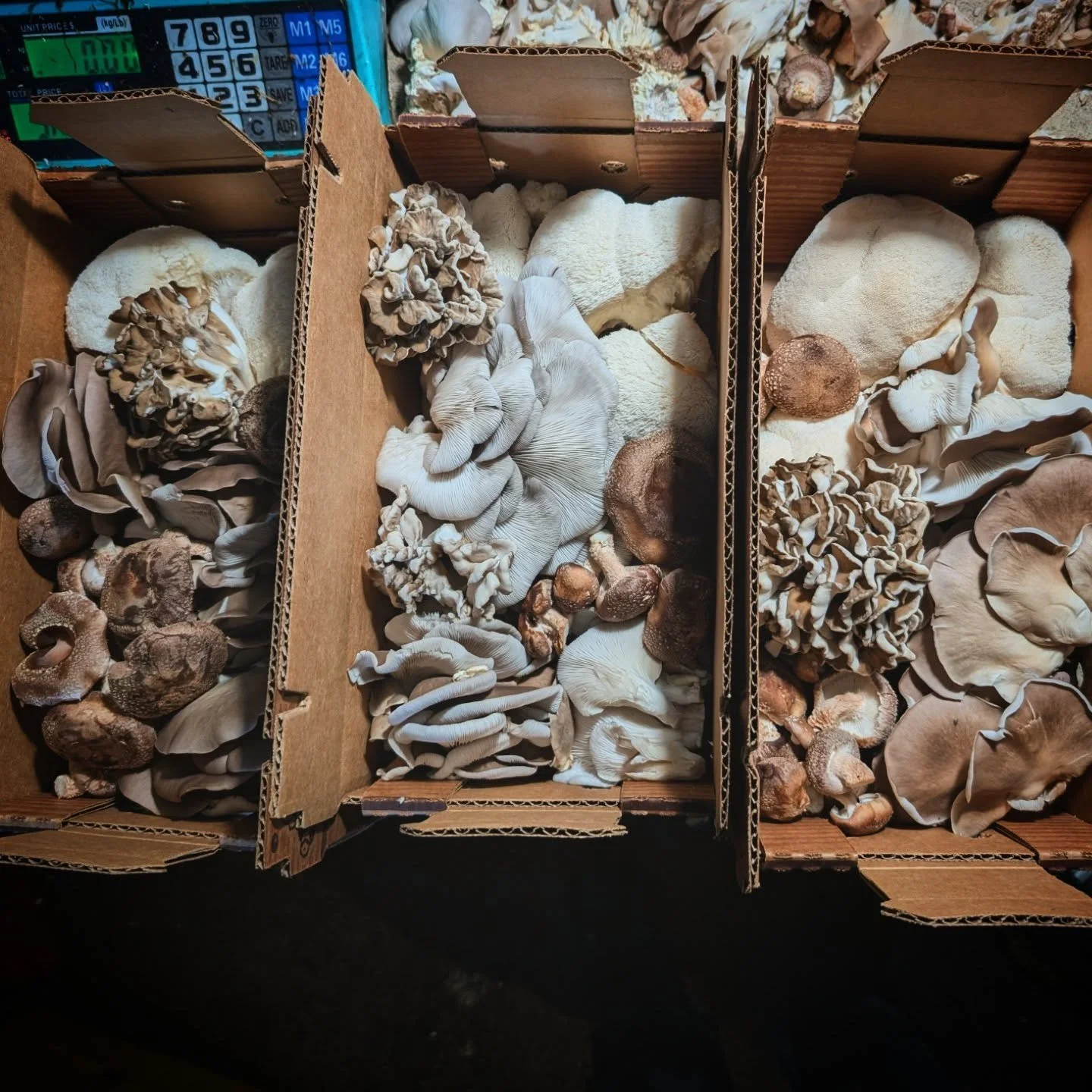 #maitake made it into some #mycopolitanfarmshare boxes  this week.  Latest experiments suggest that this can be a more regular thing in spring and fall.  Also pictured, Phoenix oyster, lions mane, and shiitake.  #grifolafrondosa