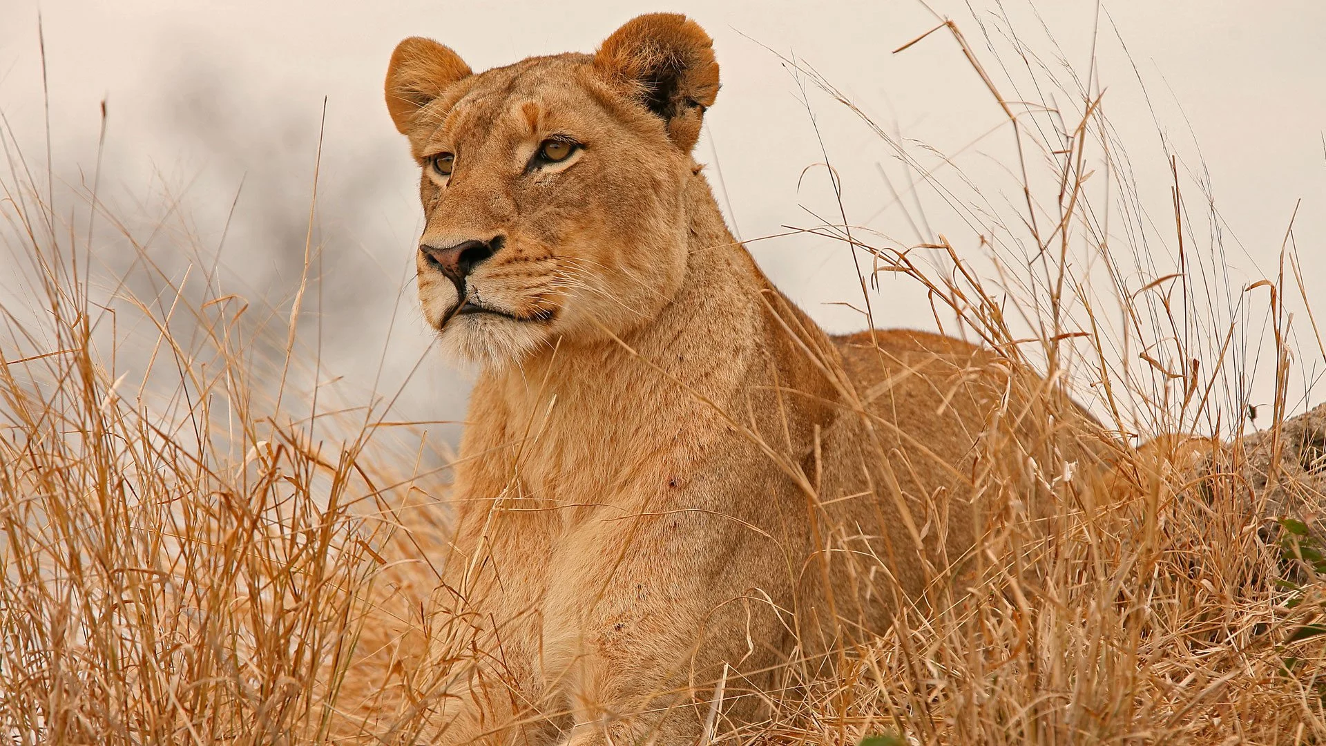 KATIA-LIONESS.jpg