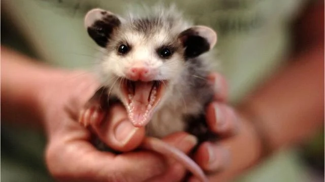 DAHLIA-OPOSSUM.jpg