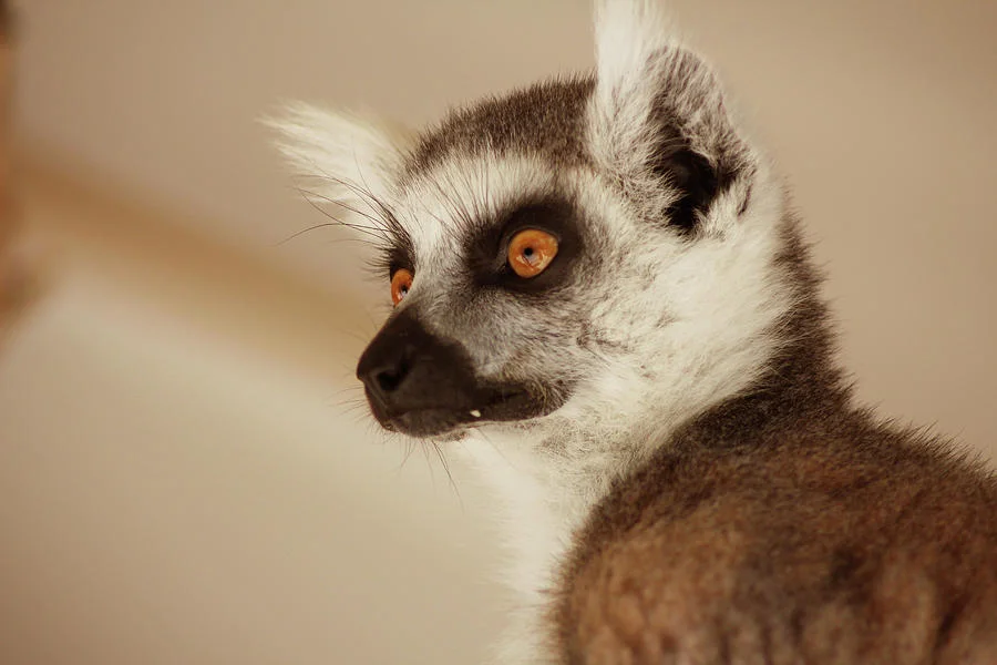 lemur-portrait-angela-emanuelsson.jpg