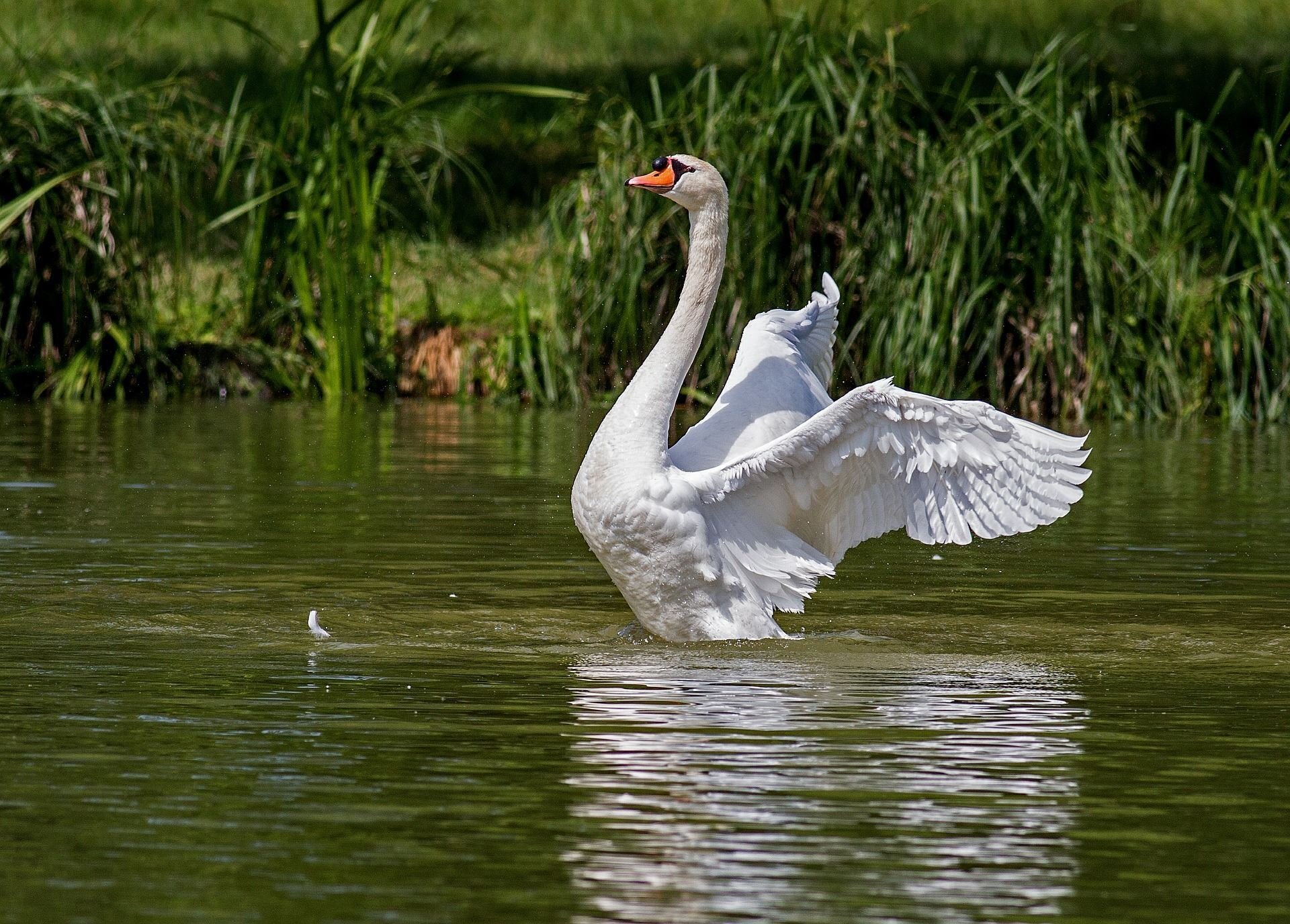 swan_wings_water.jpg