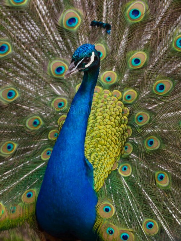 peacock-vertical-colorful-tail-trying-to-seduce-31183558.jpg