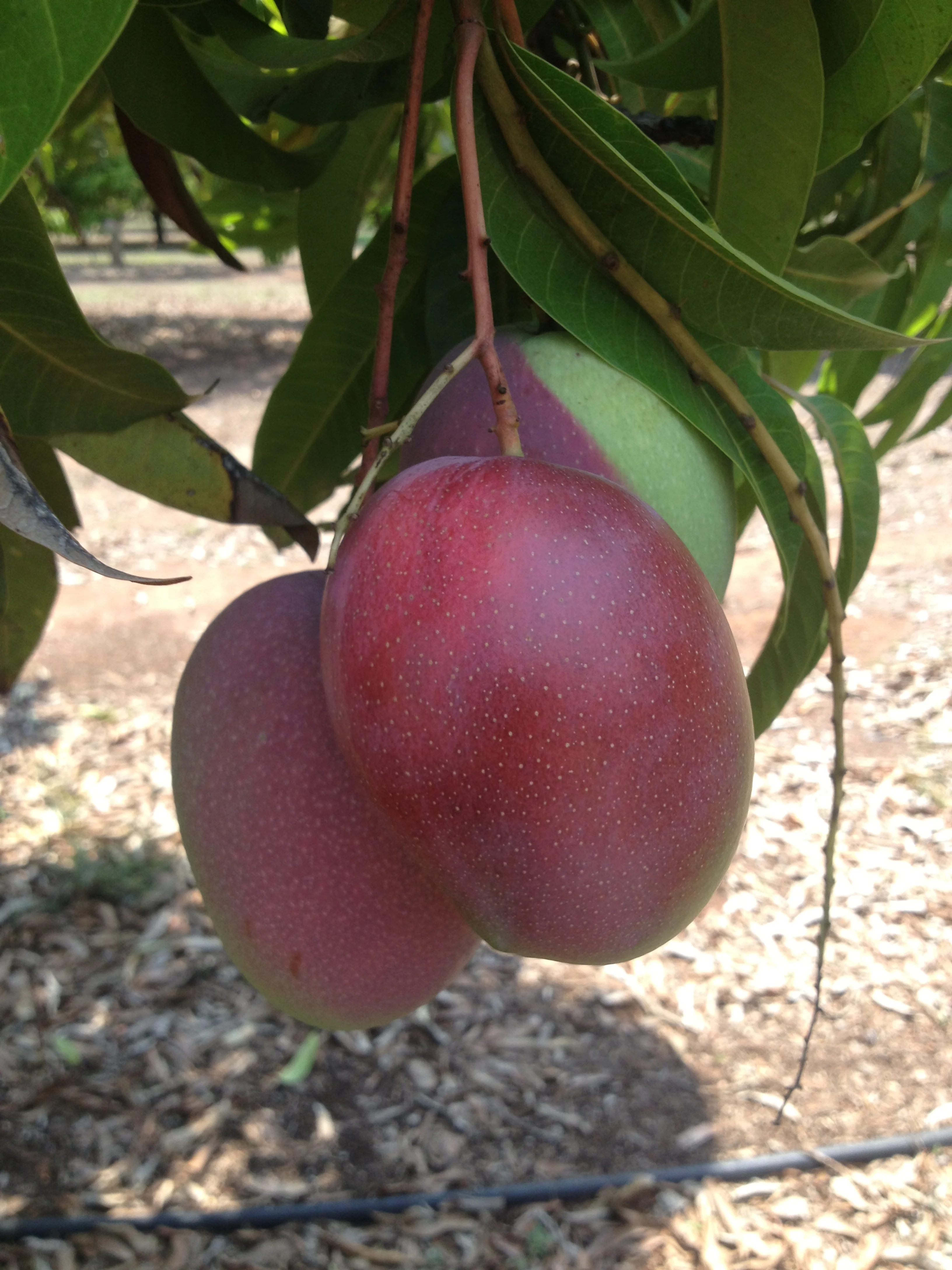 Irwin mangoes on tree - Berry Springs, Northern Territory