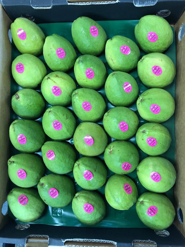 guava-pink.jpeg