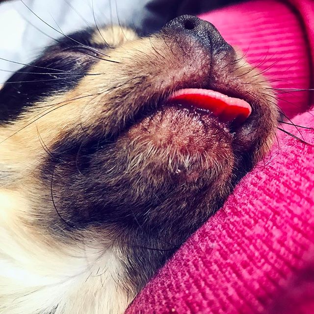 Sleepy Monday😂 Hund m&uuml;sste man sein...💆🏼 Habt einen tollen Start in die Woche ☀️😍 #sleepymonday#sleepydog#chihuahua#chi#puppy#dog#dogslife#officelife#relax#chilltime#chilling#mylife#wochenstart#designagency#followme#funny#picoftheday#digofth