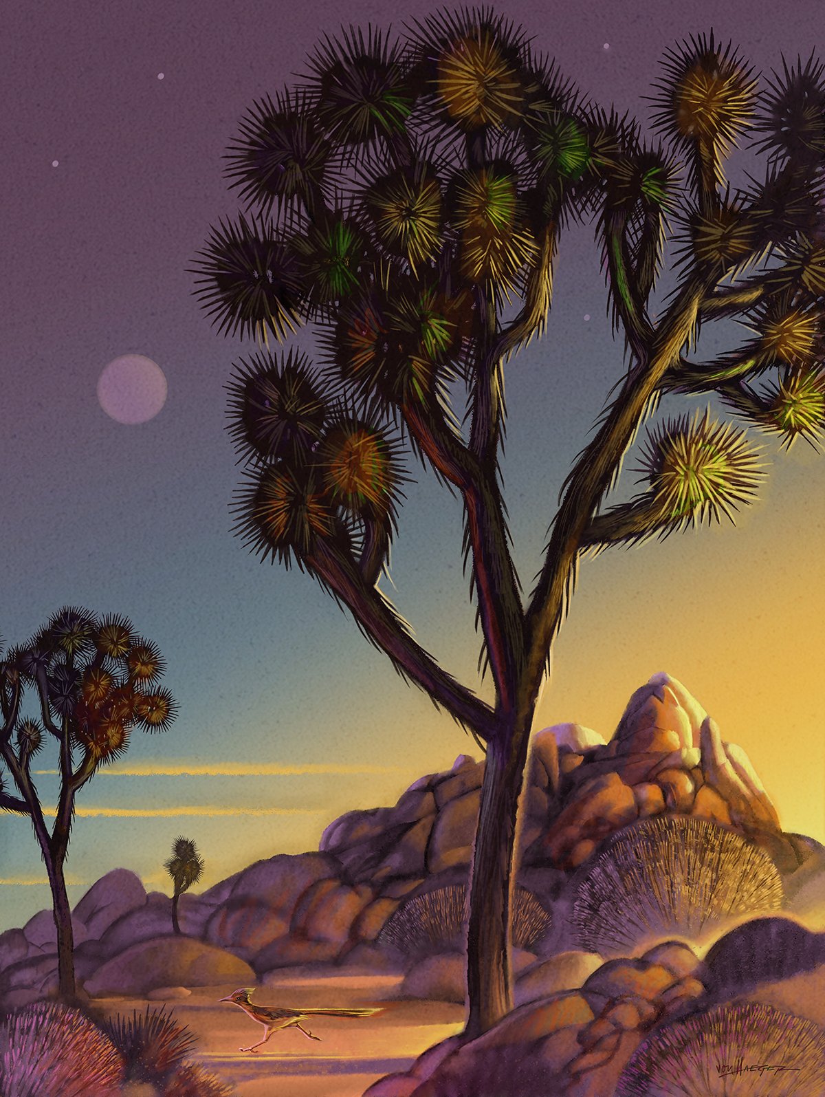 joshua tree