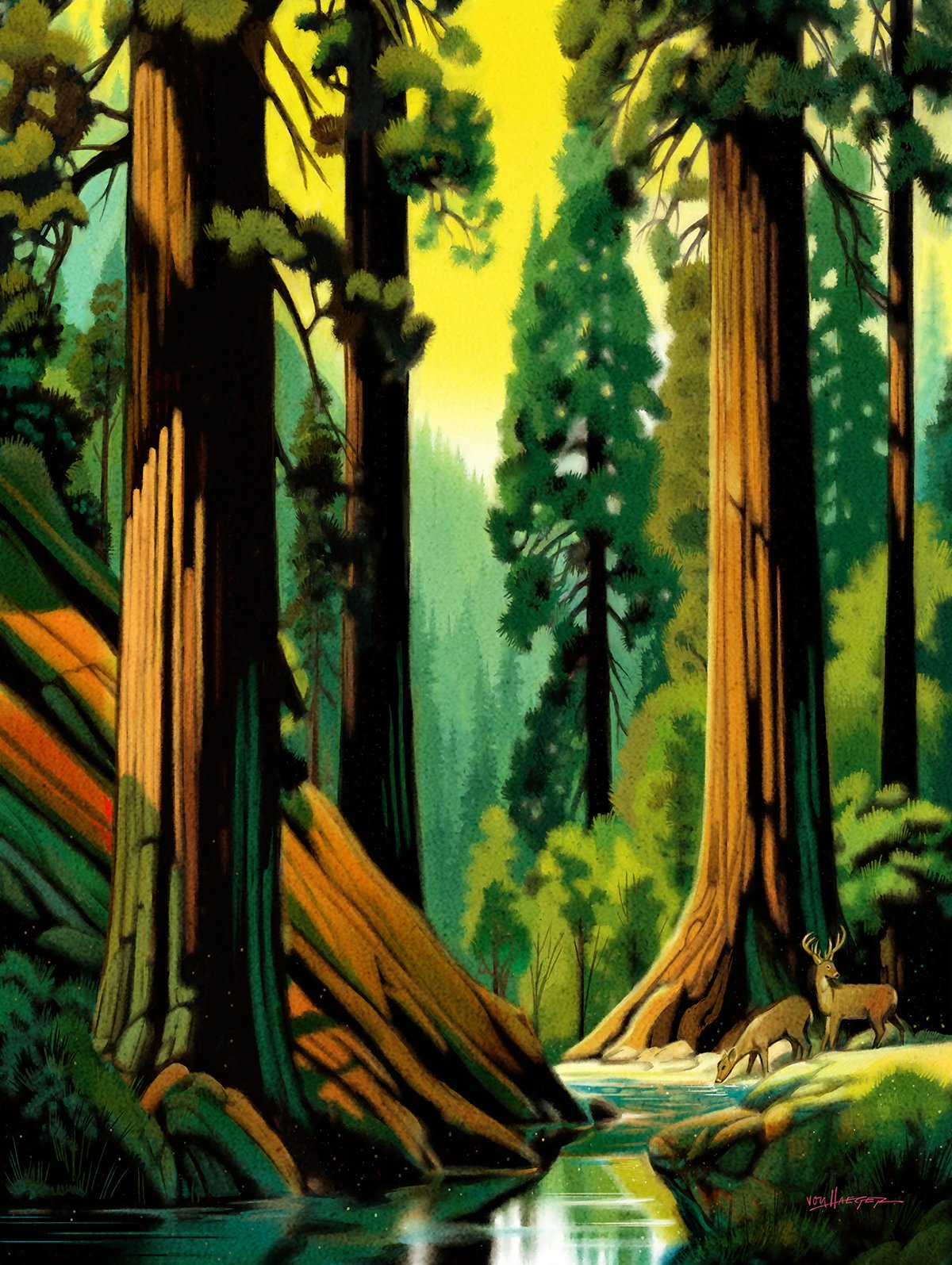 redwoods