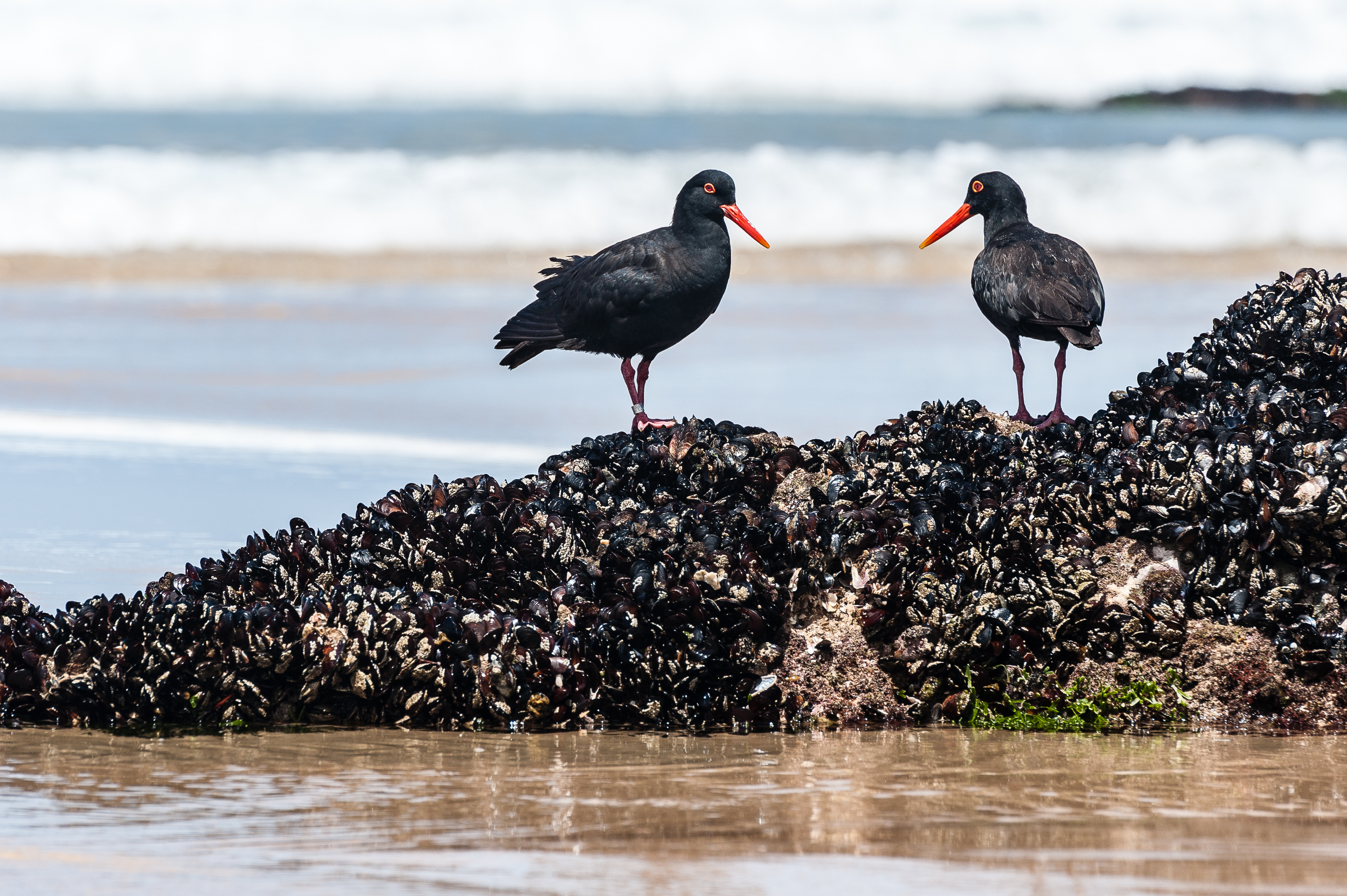 Black Oyster Catcher, Nature Valley, South Africa