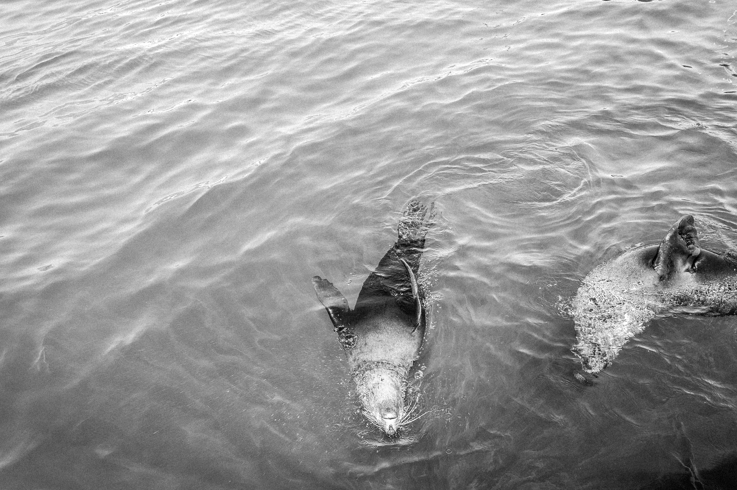 Seals, South Africa