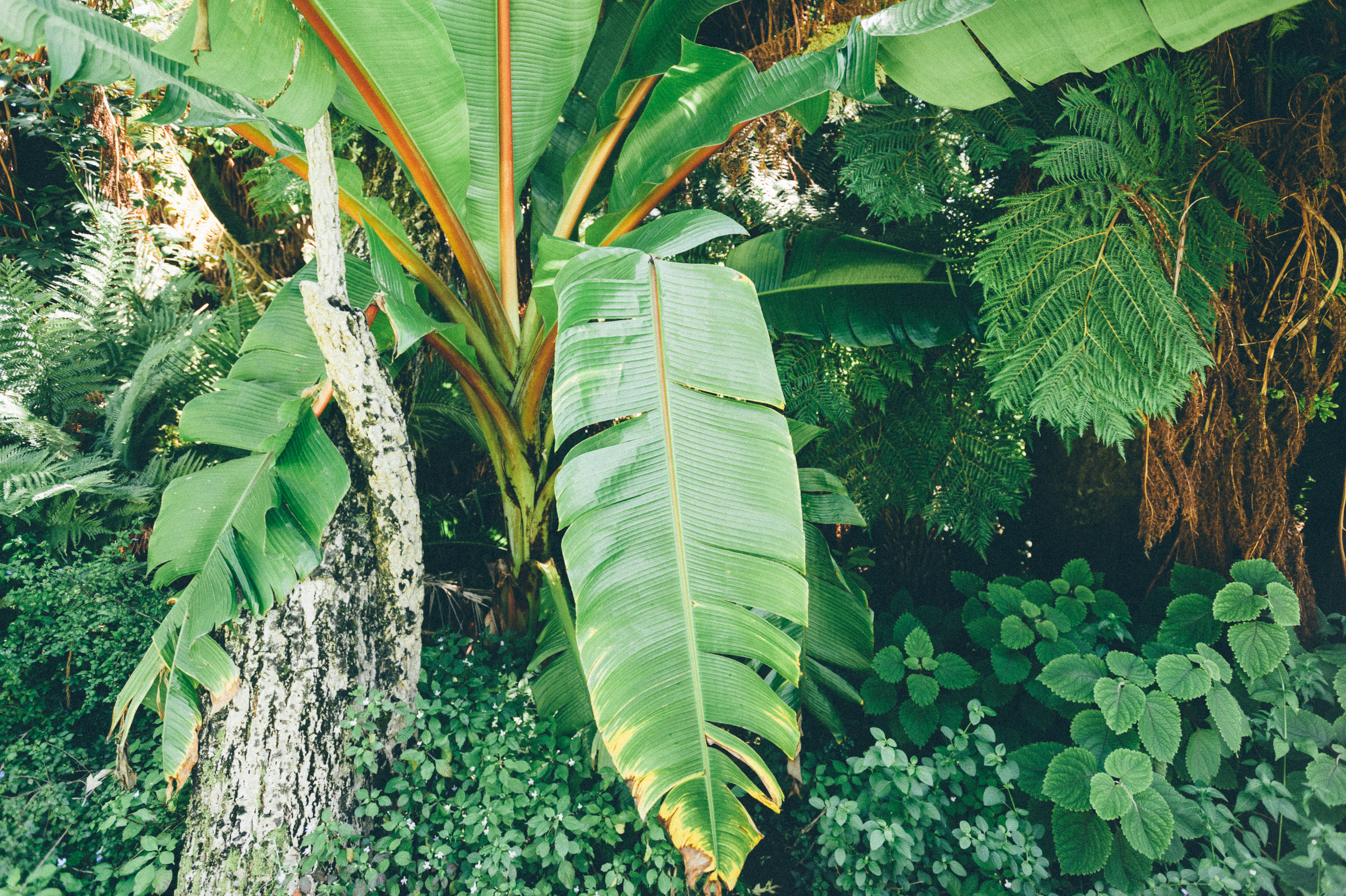 Plants, Kirstenbosch, South Africa