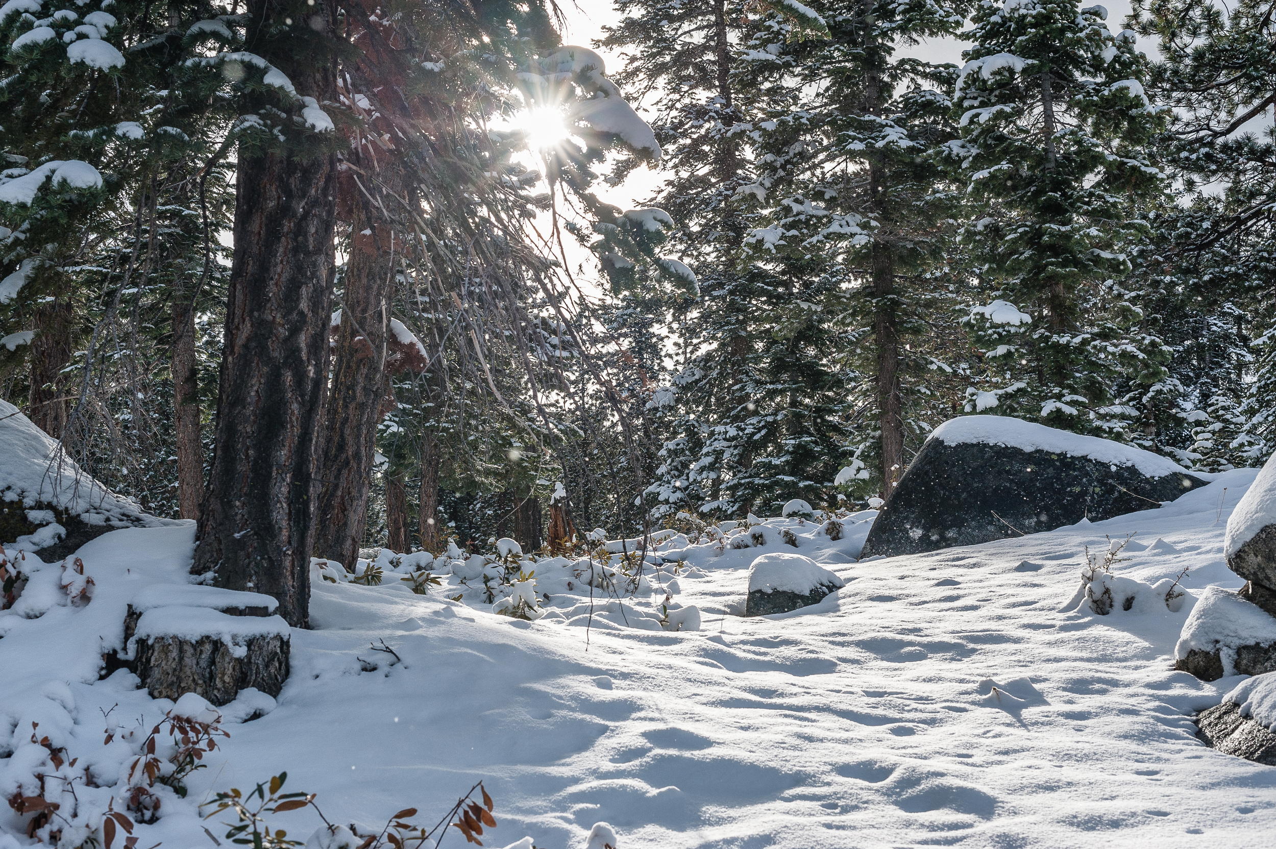 Trees, Lake Tahoe, USA