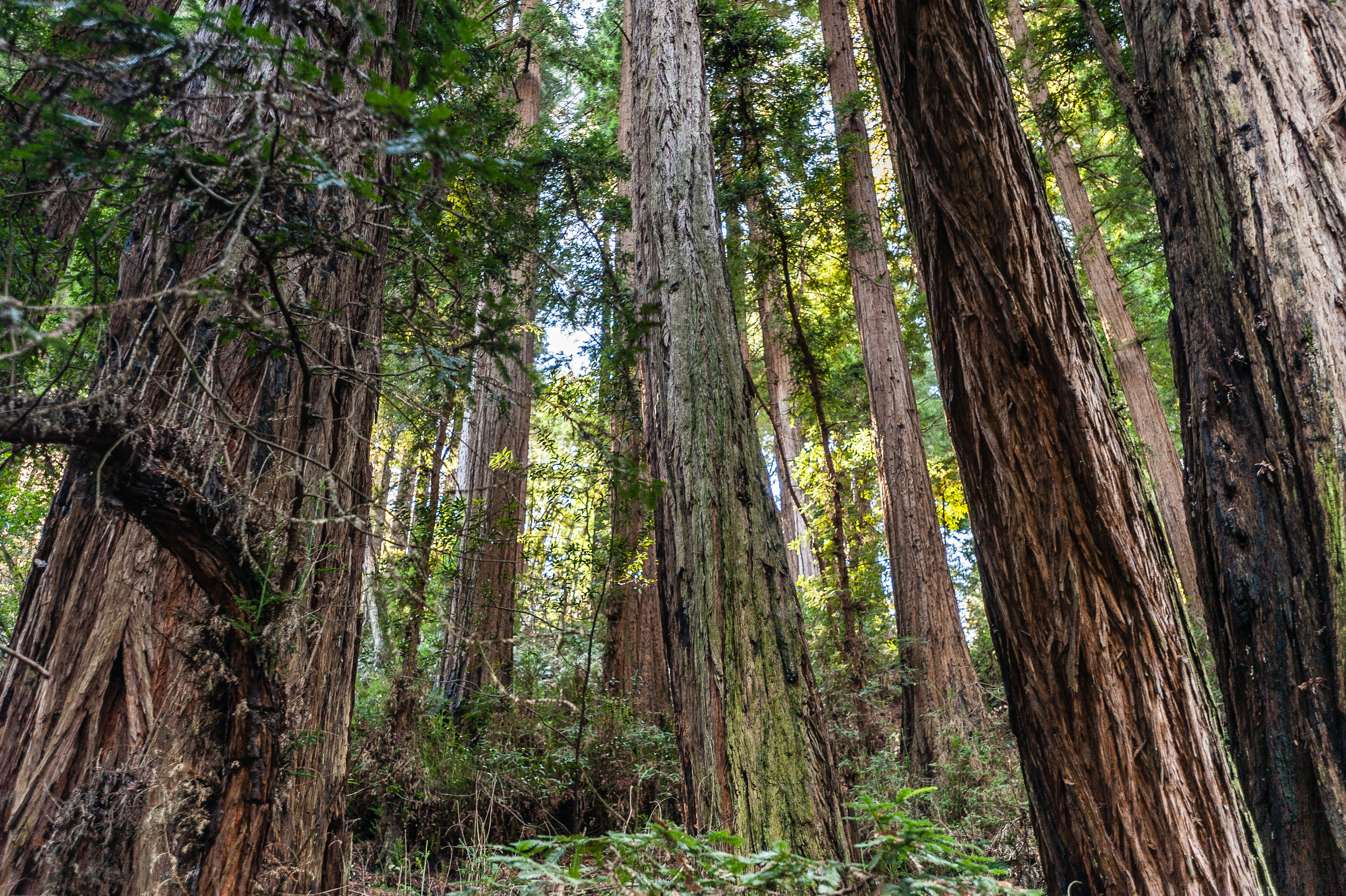 Sequoia trees, California, USA
