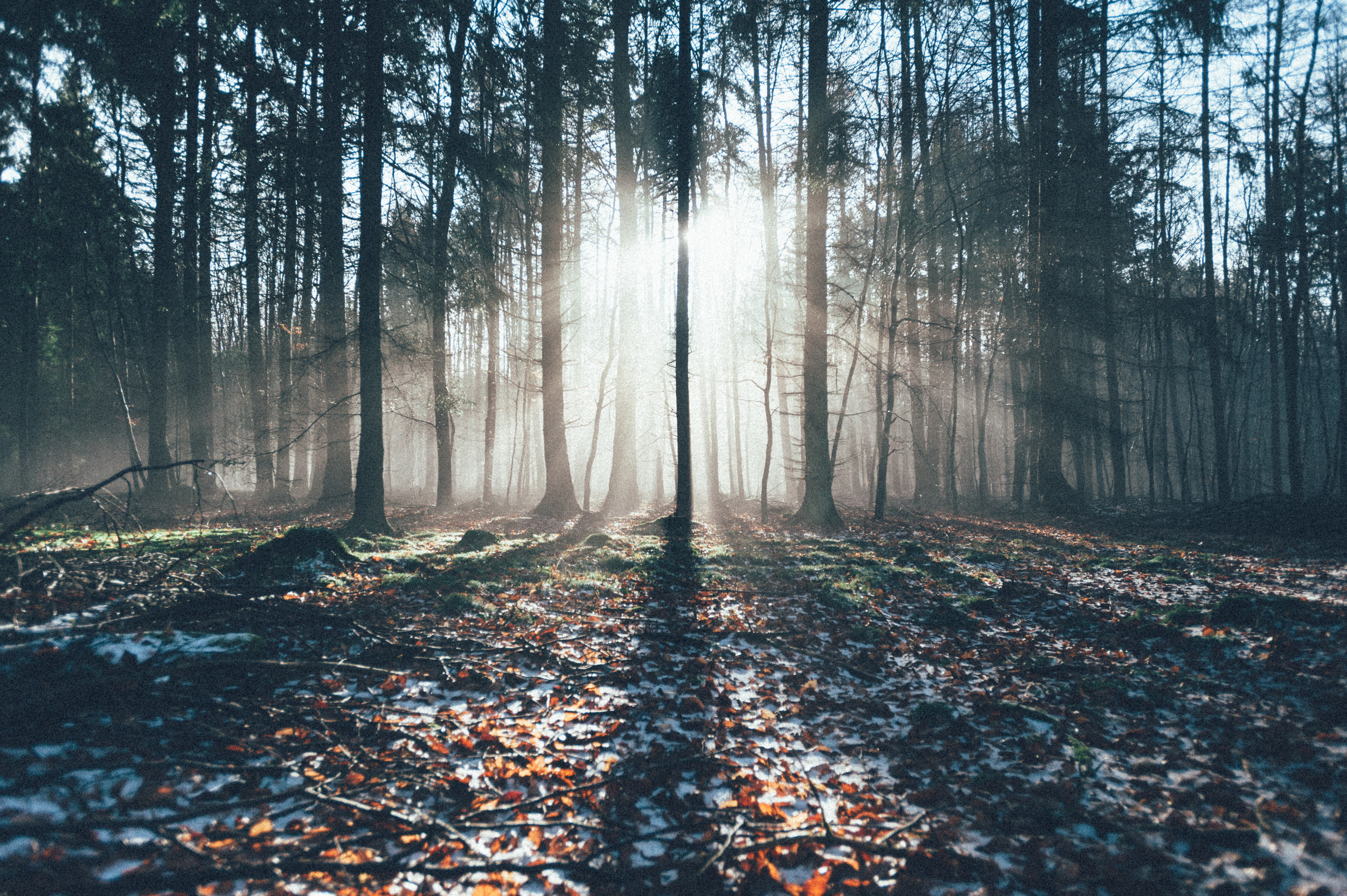 Trees, Sachsenwald, Germany