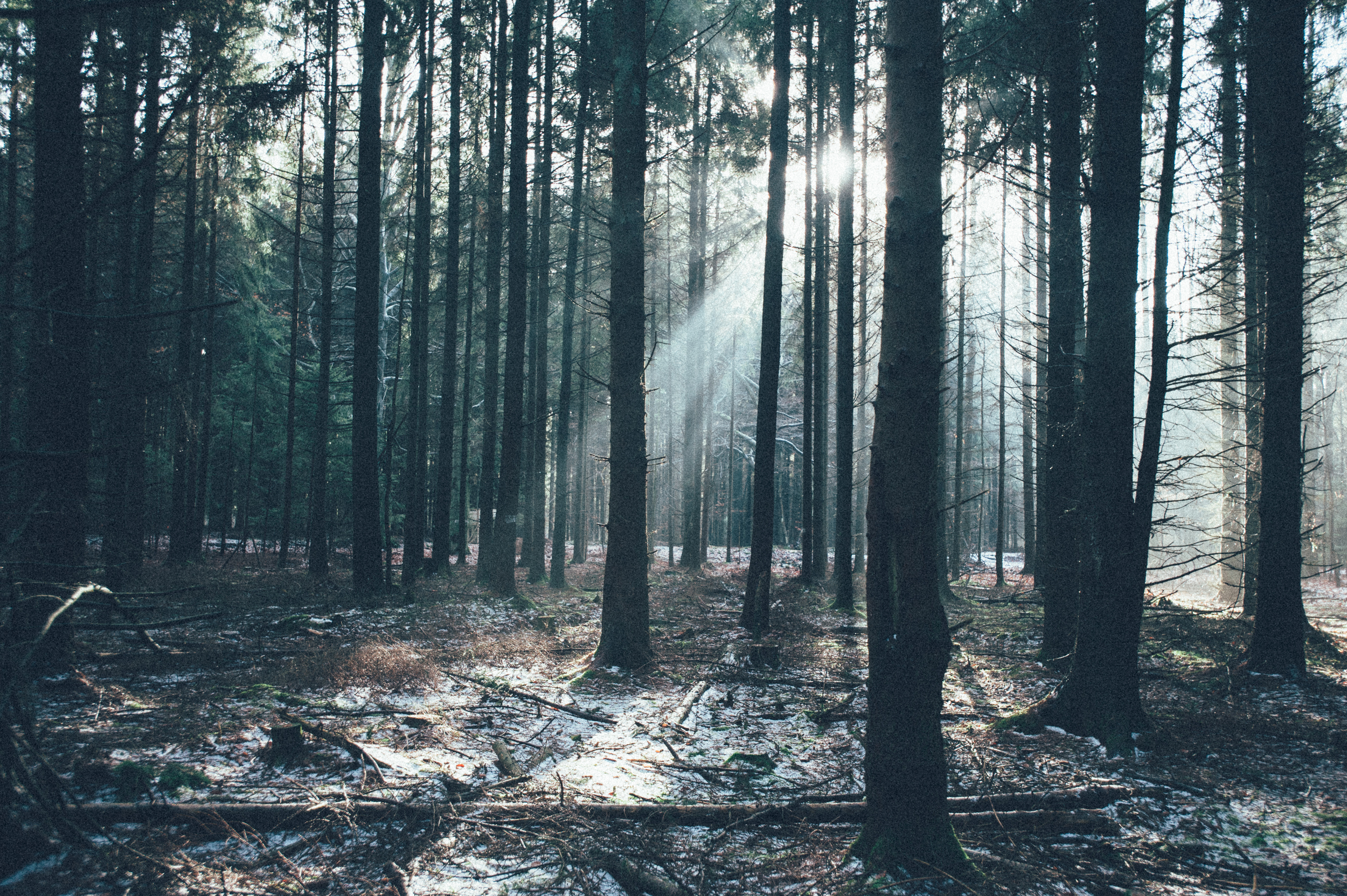 Trees, Sachsenwald, Germany