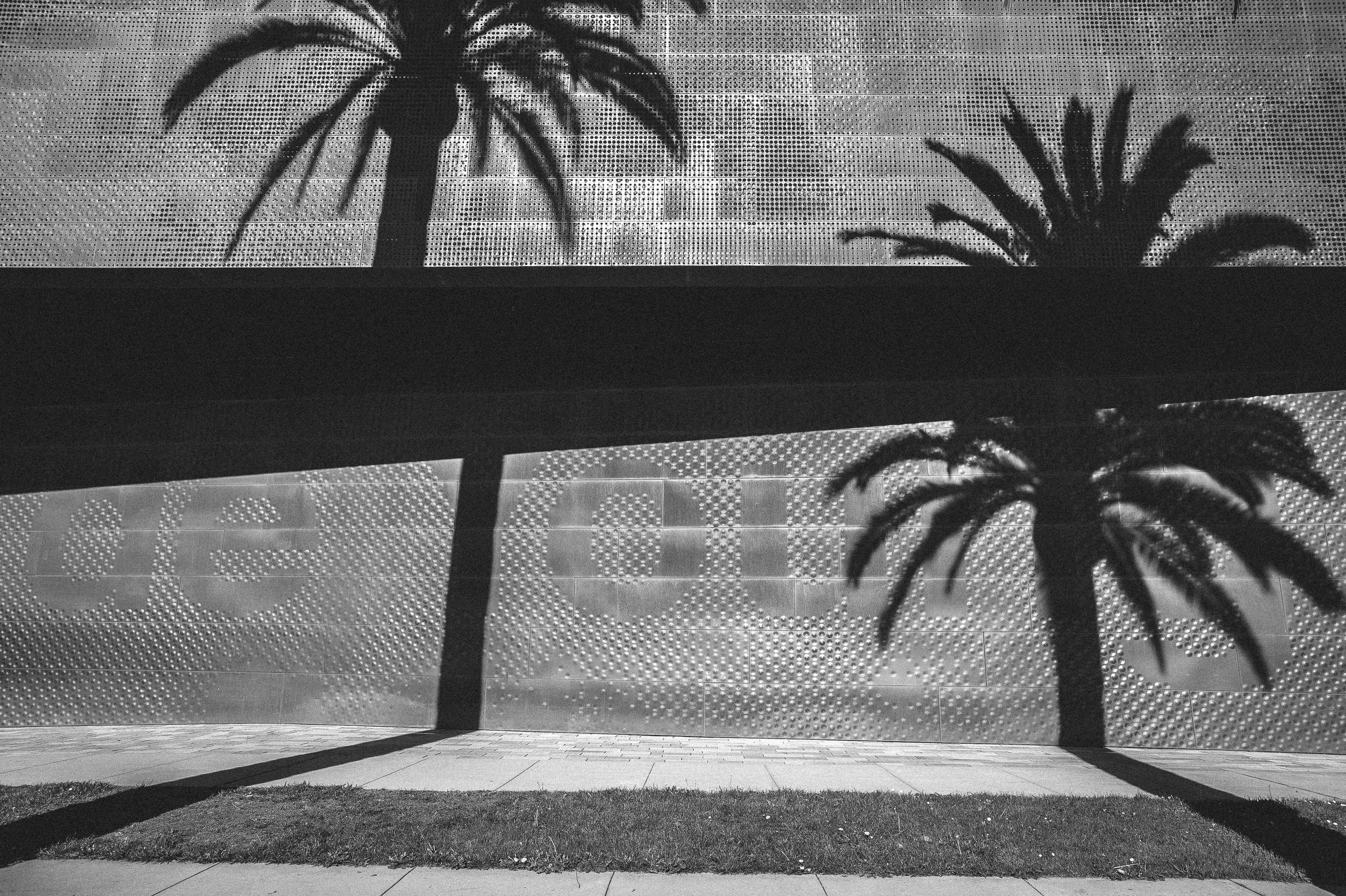 Palms, San Francisco