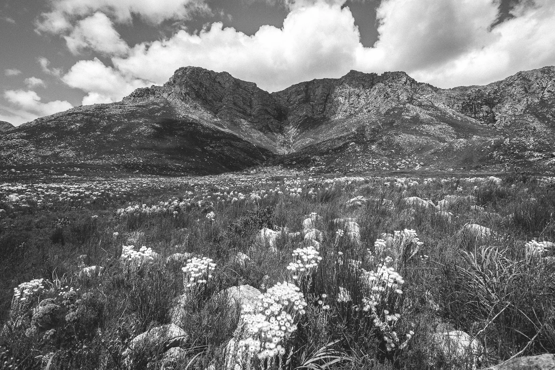 Kogelberg Nature Reserve, South Africa