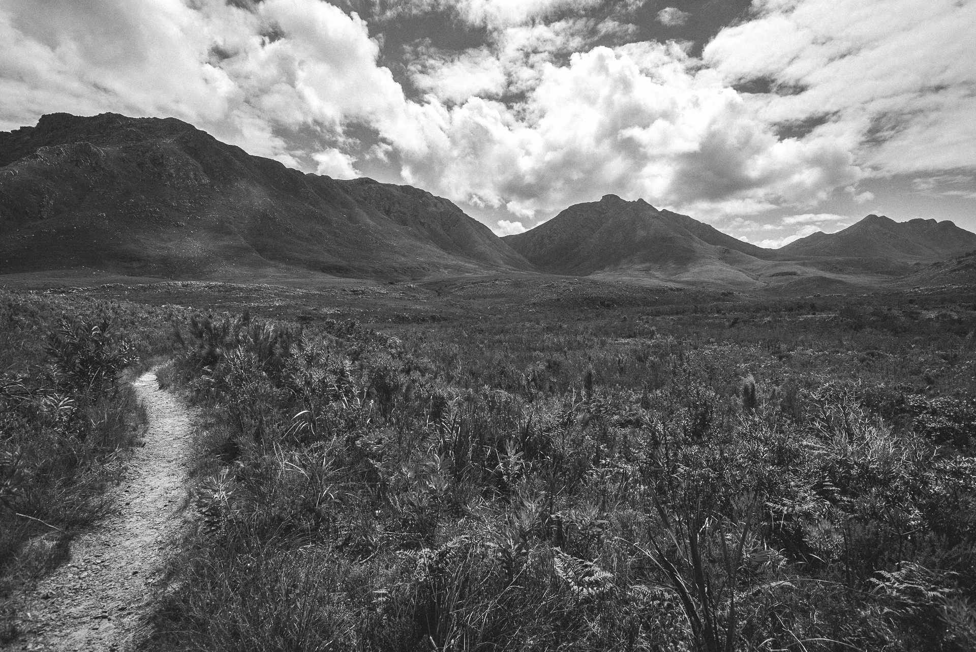 Kogelberg Nature Reserve, South Africa