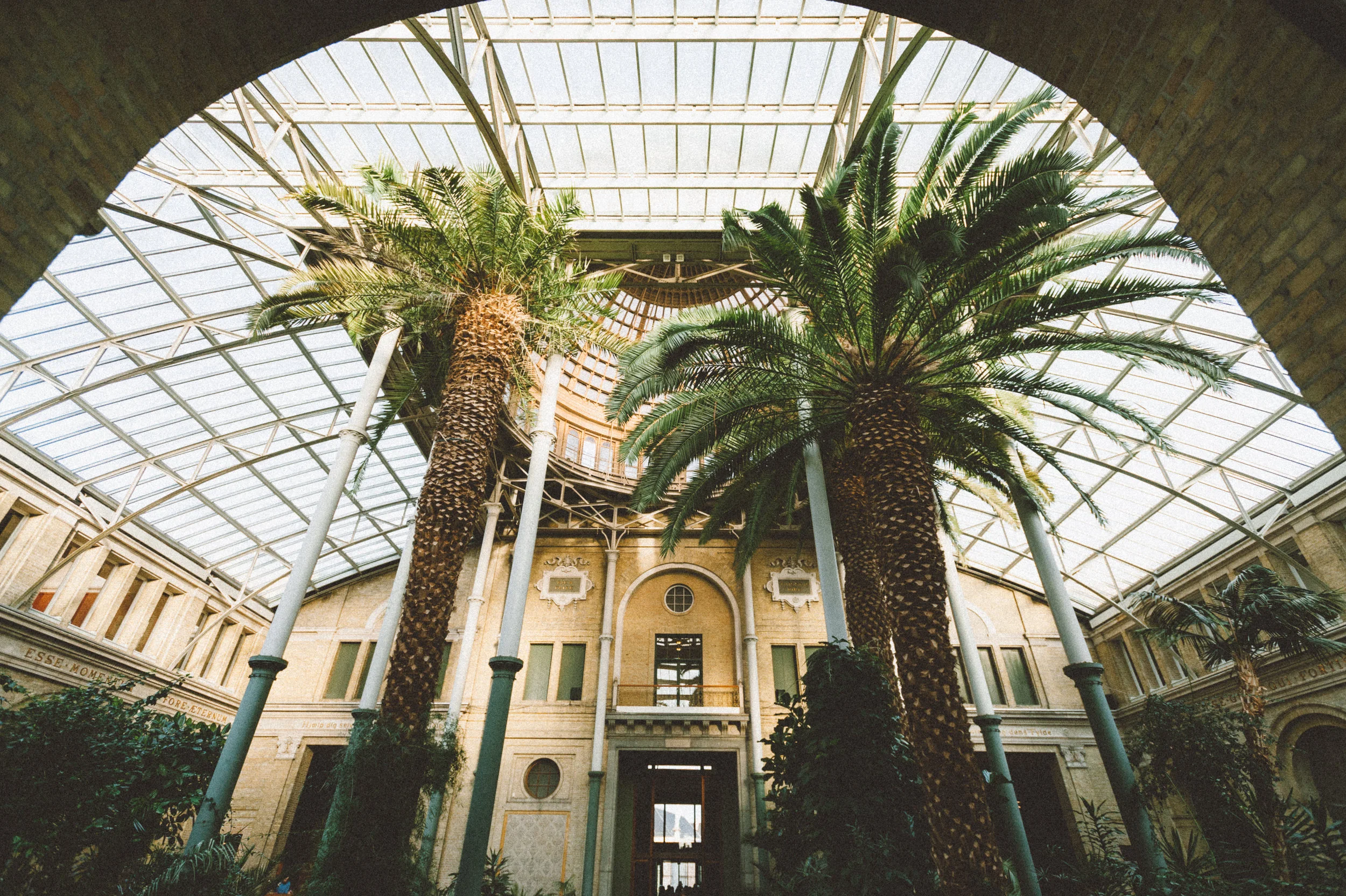 Palms, Copenhagen