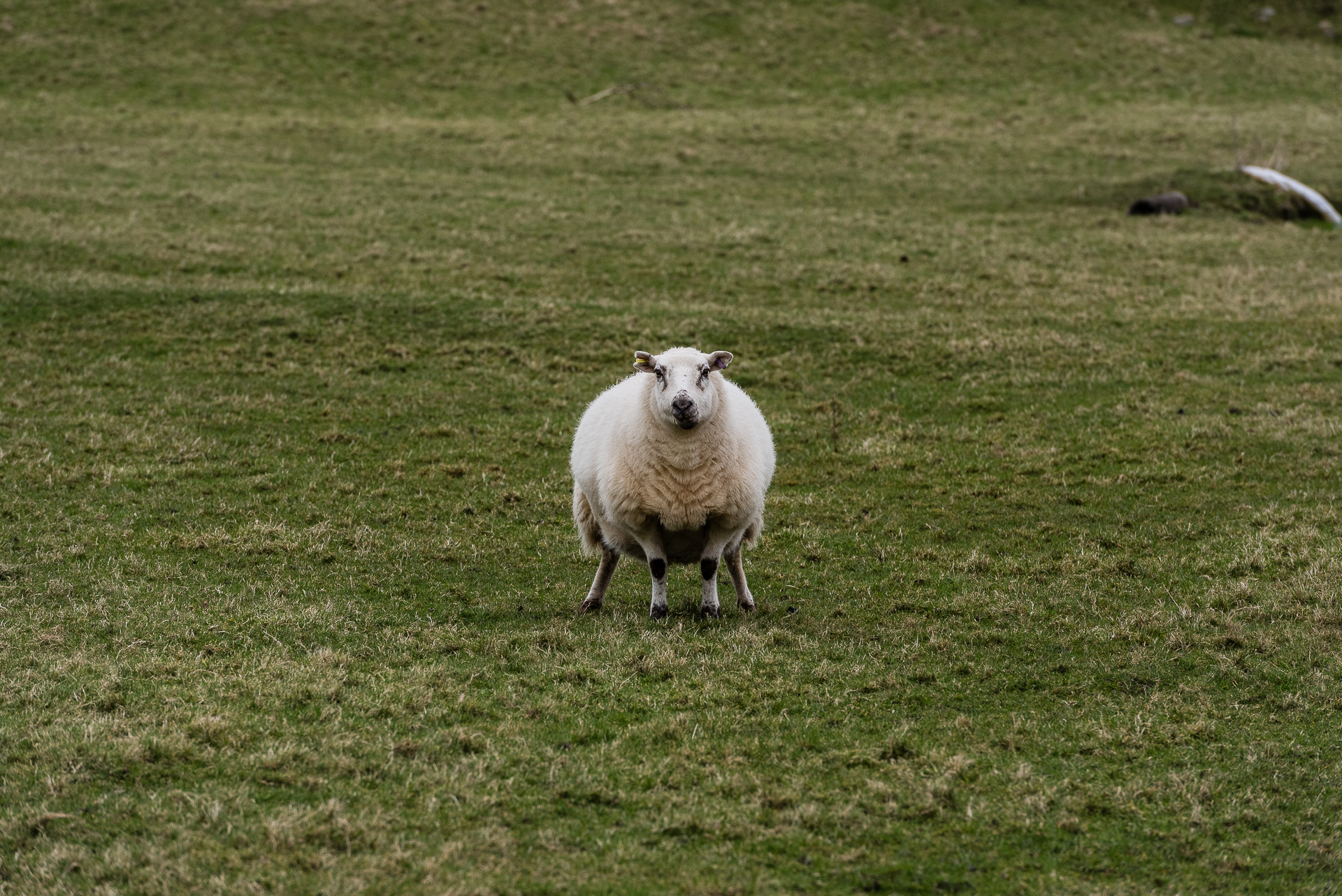 Sheep, Wales