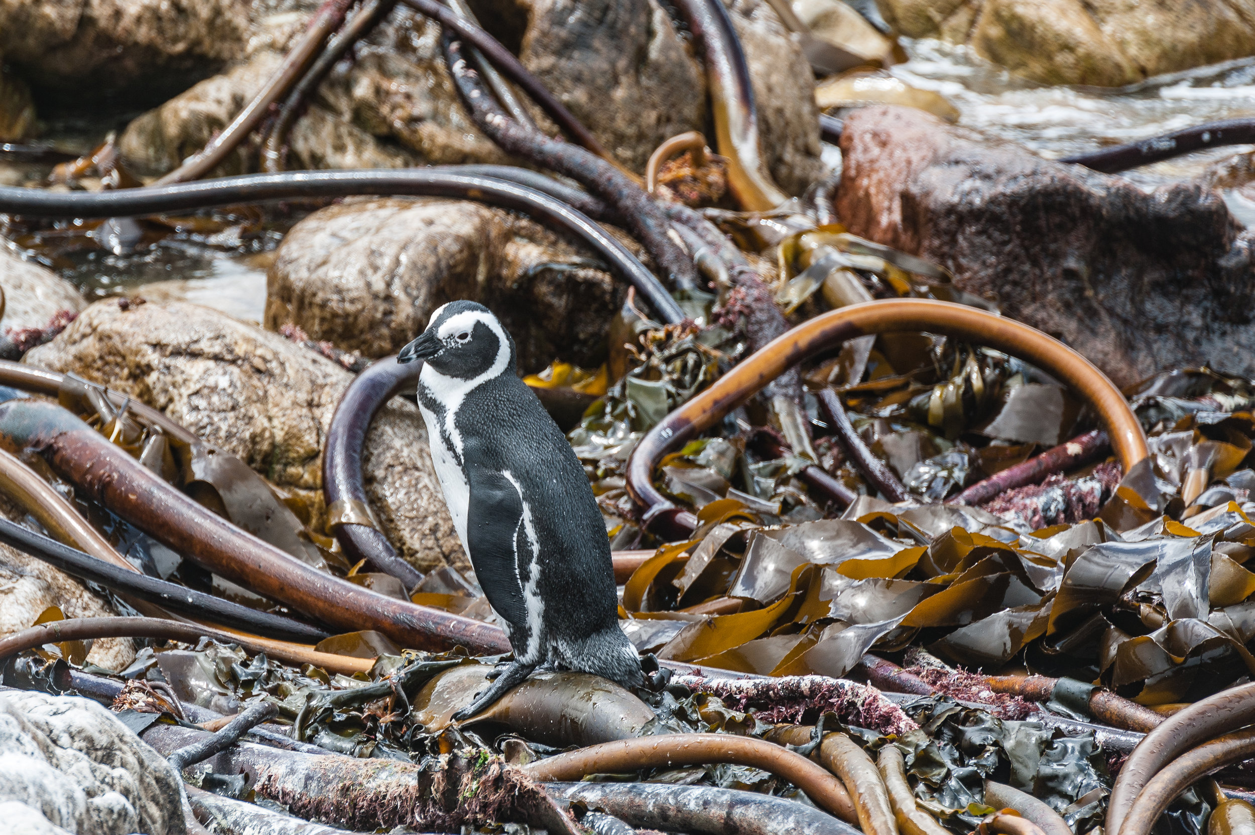 Penguin, South Africa