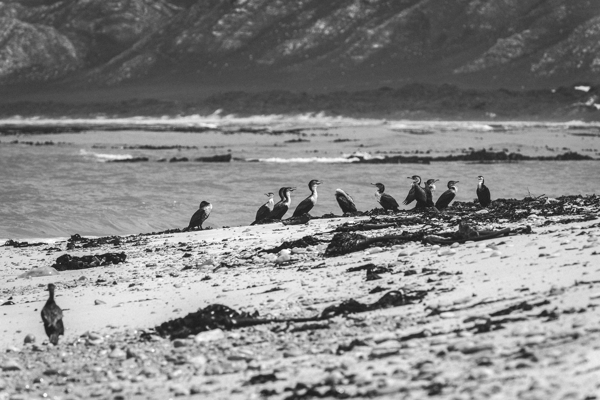 Cormorants, South Africa