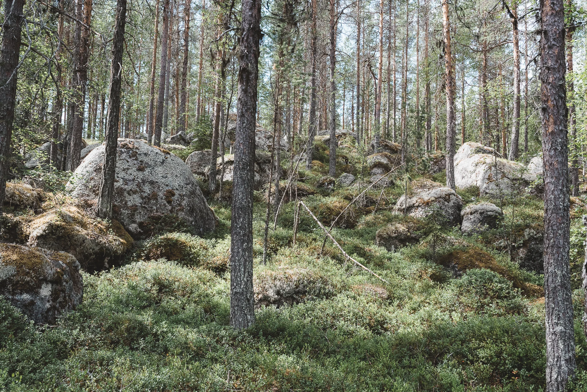 Trees, Sweden