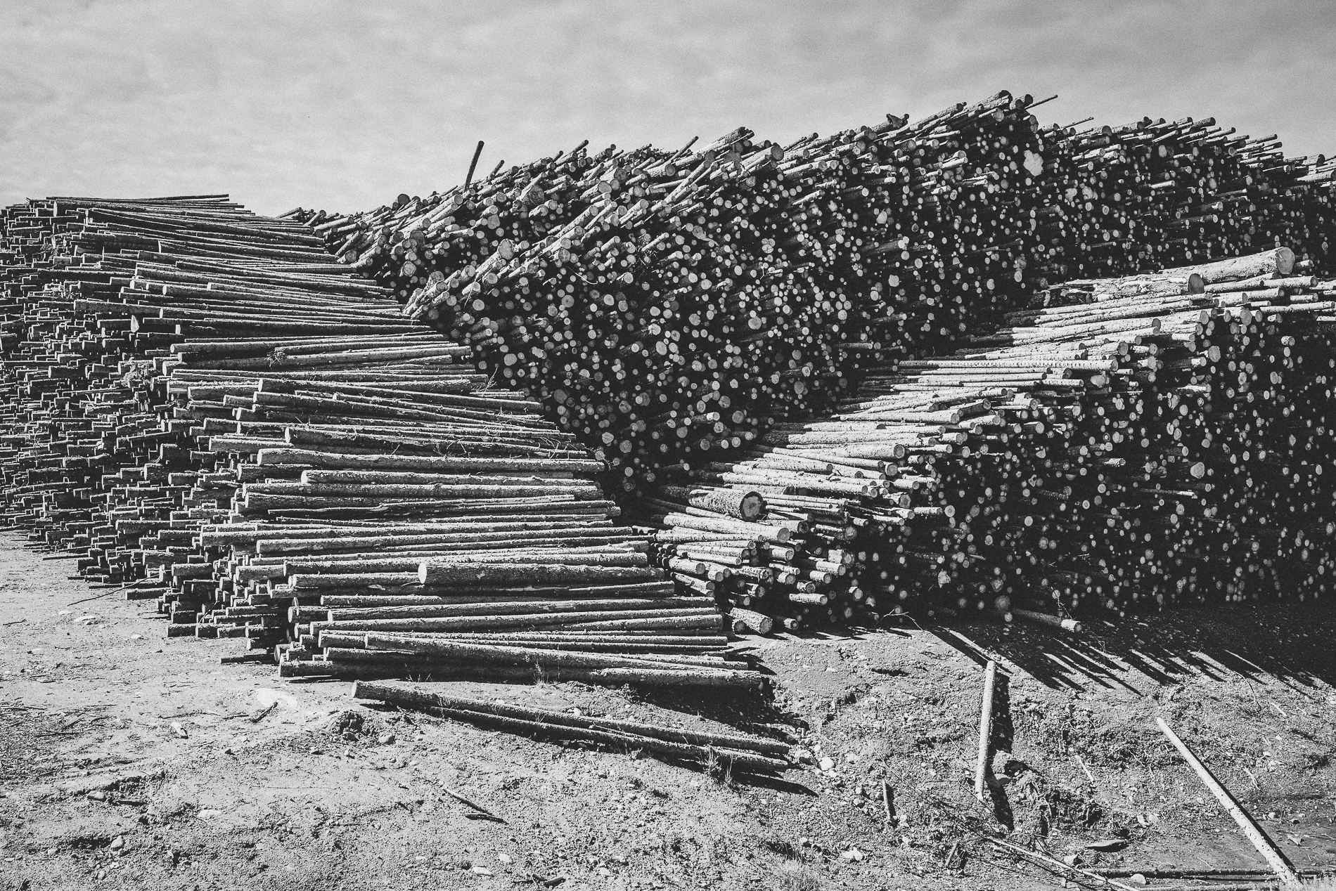 Fallen Trees, Sweden