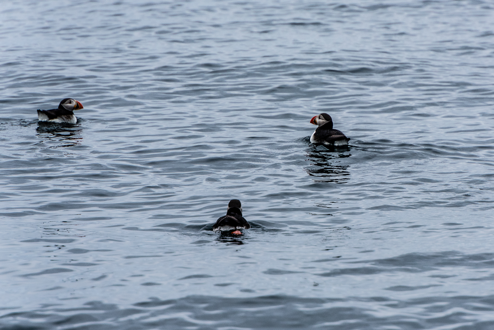 Puffins, Bleik Norway