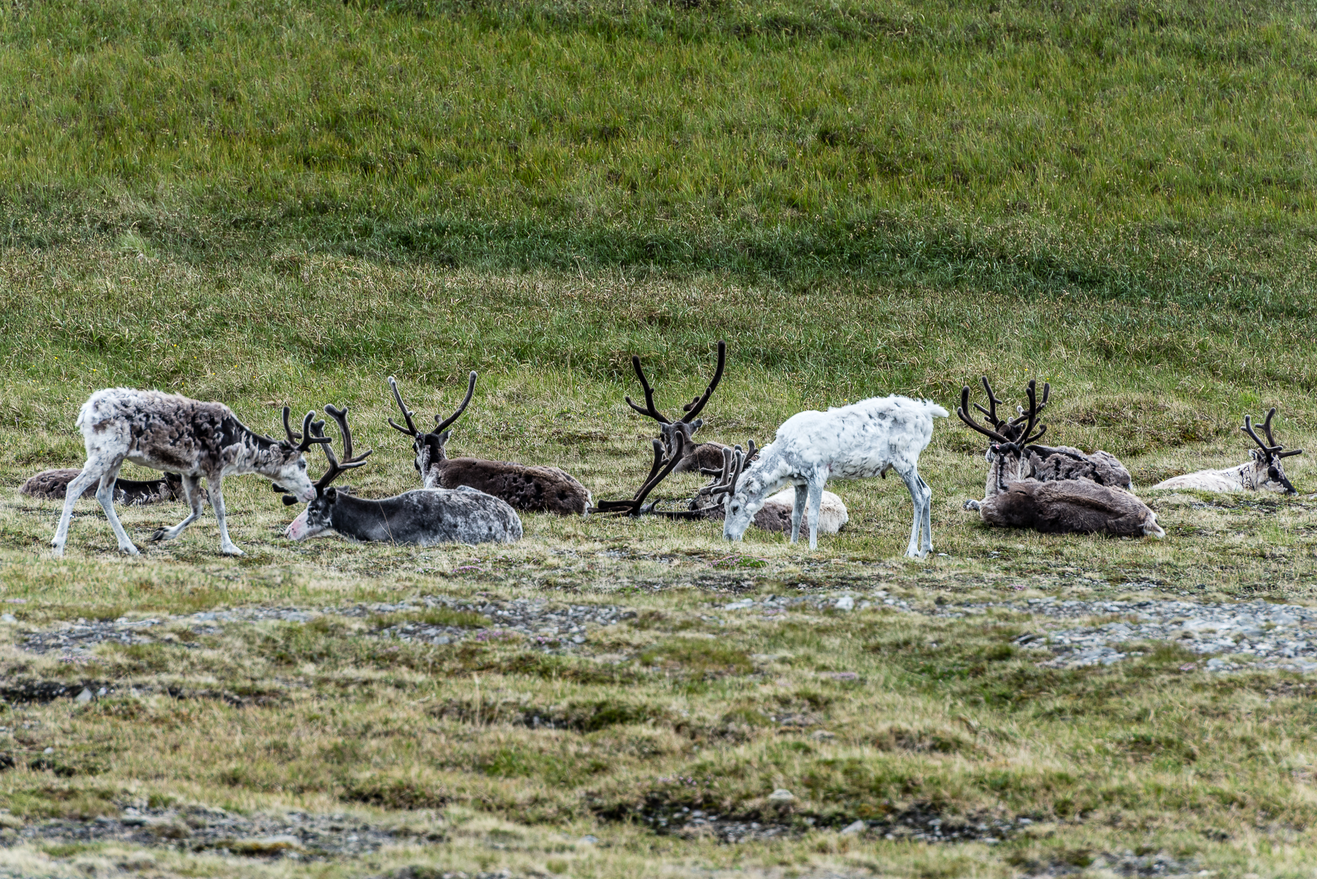 Reindeers, Norway