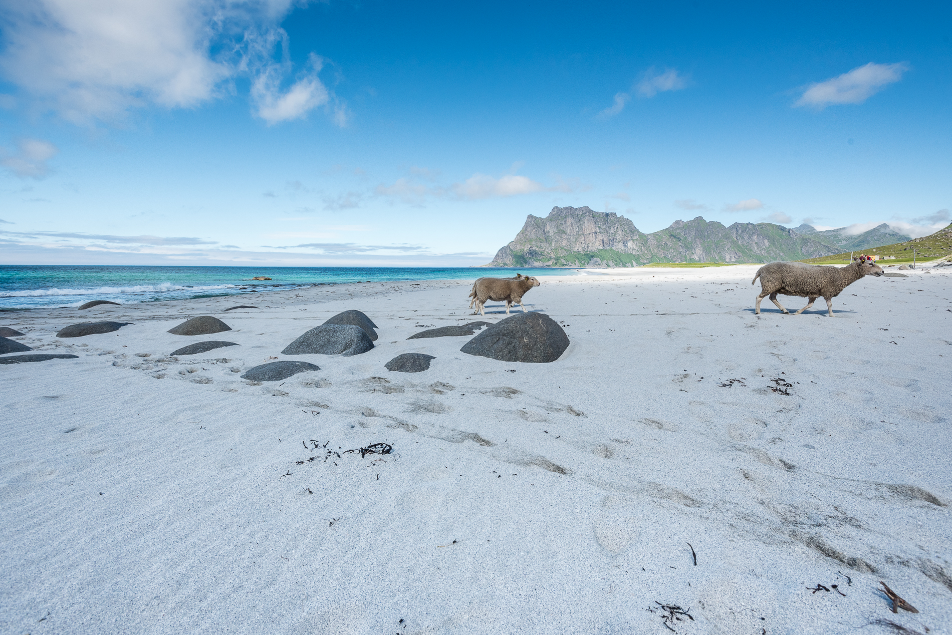 Sheeps on the Beach, Lofoten